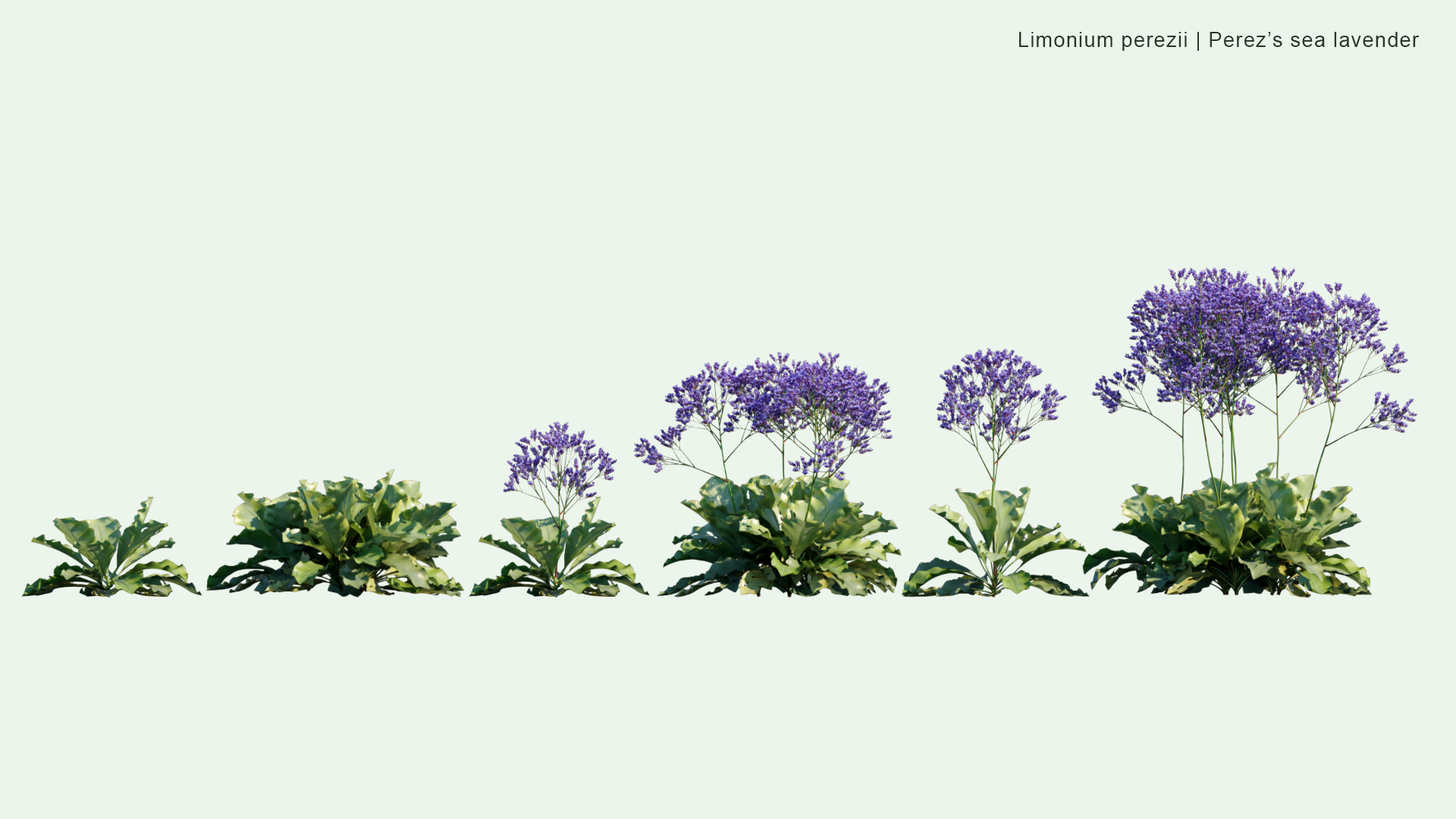 2D Limonium Perezii - Perez's Sea Lavender, Seafoam Statice