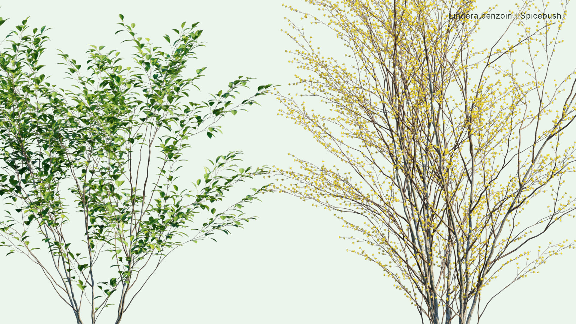 2D Lindera Benzoin - Spicebush, Common Spicebush, Northern Spicebush, Wild Allspice, Benjamin Bush