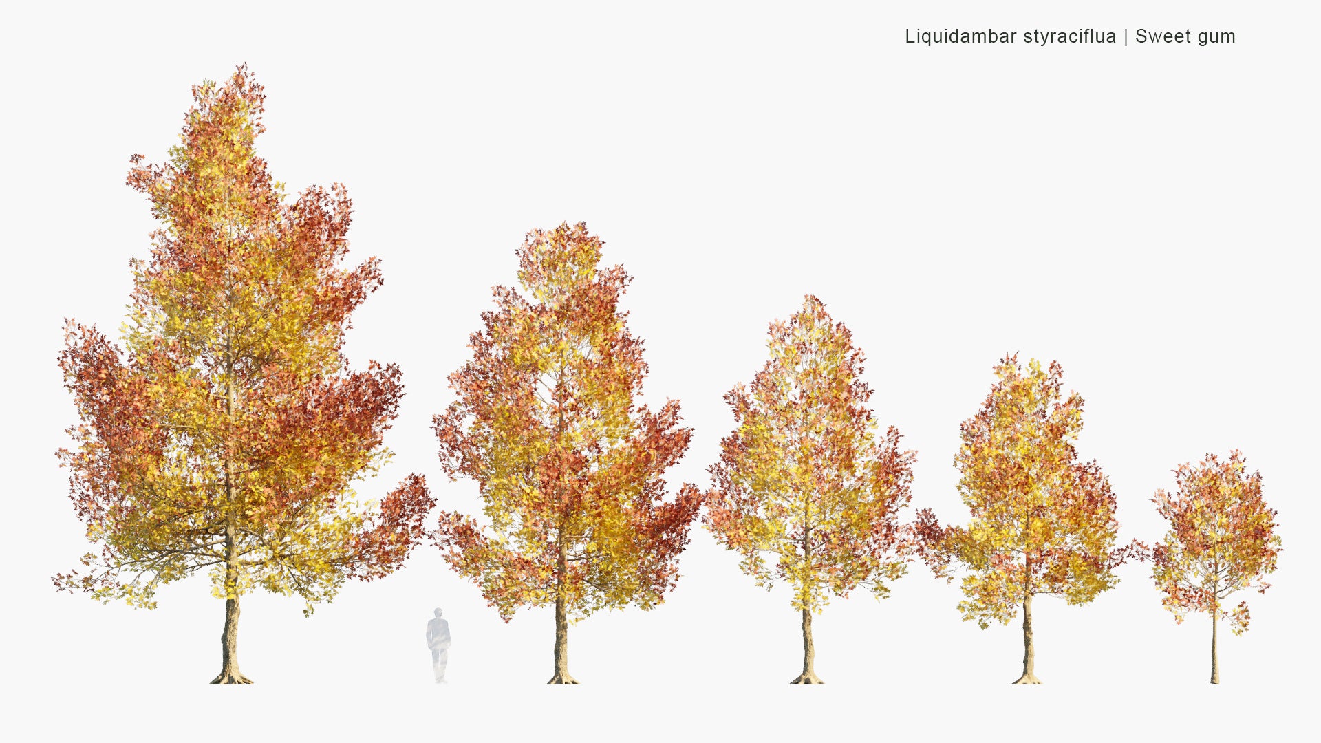 Low Poly Liquidambar Styraciflua - American Sweetgum, Hazel Pine, Bilsted (3D Model)