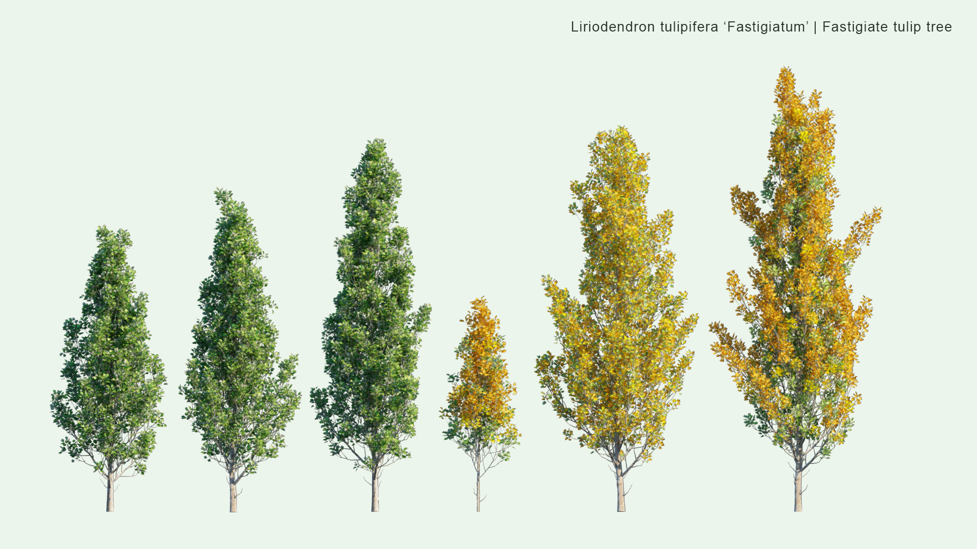 2D Liriodendron Tulipifera 'Fastigiatum' - Fastigiate Tulip Tree