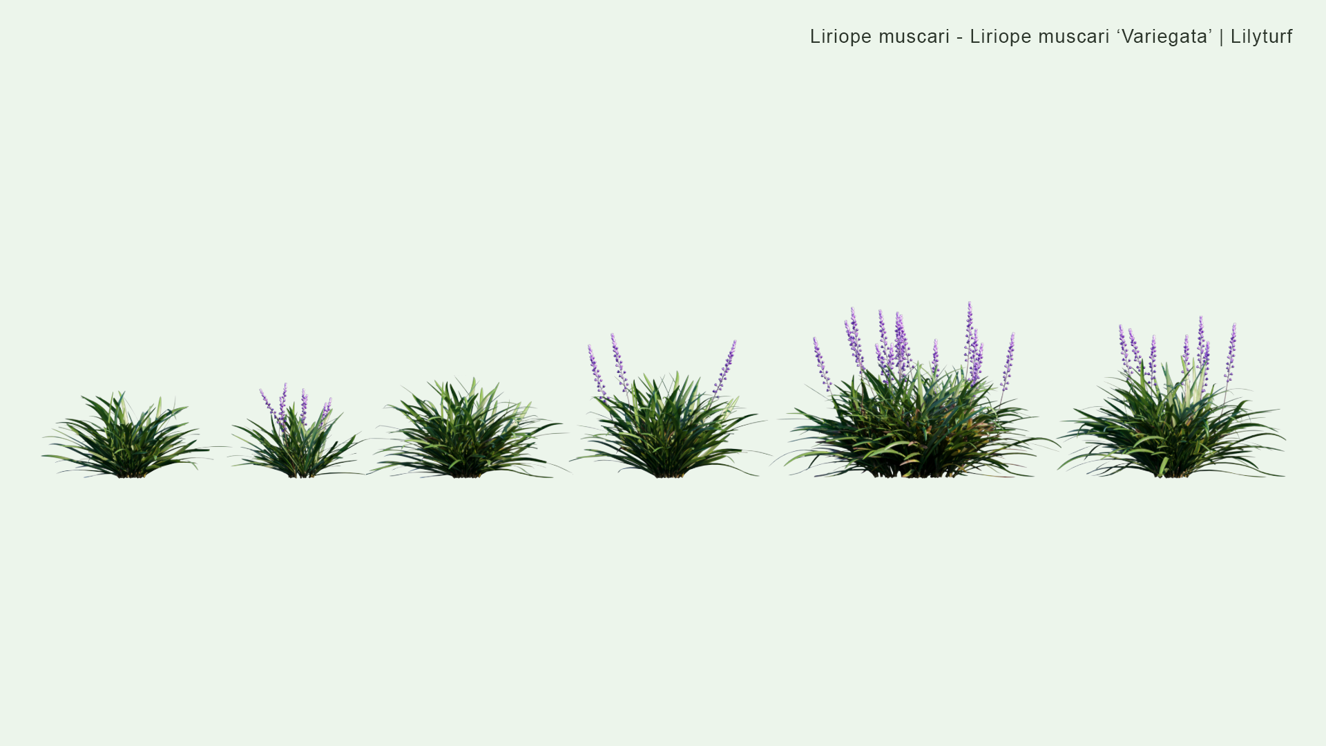 2D Liriope Muscari, Liriope Muscari 'Variegata' - Big Blue Lilyturf, Lilyturf, Border Grass, Monkey Grass