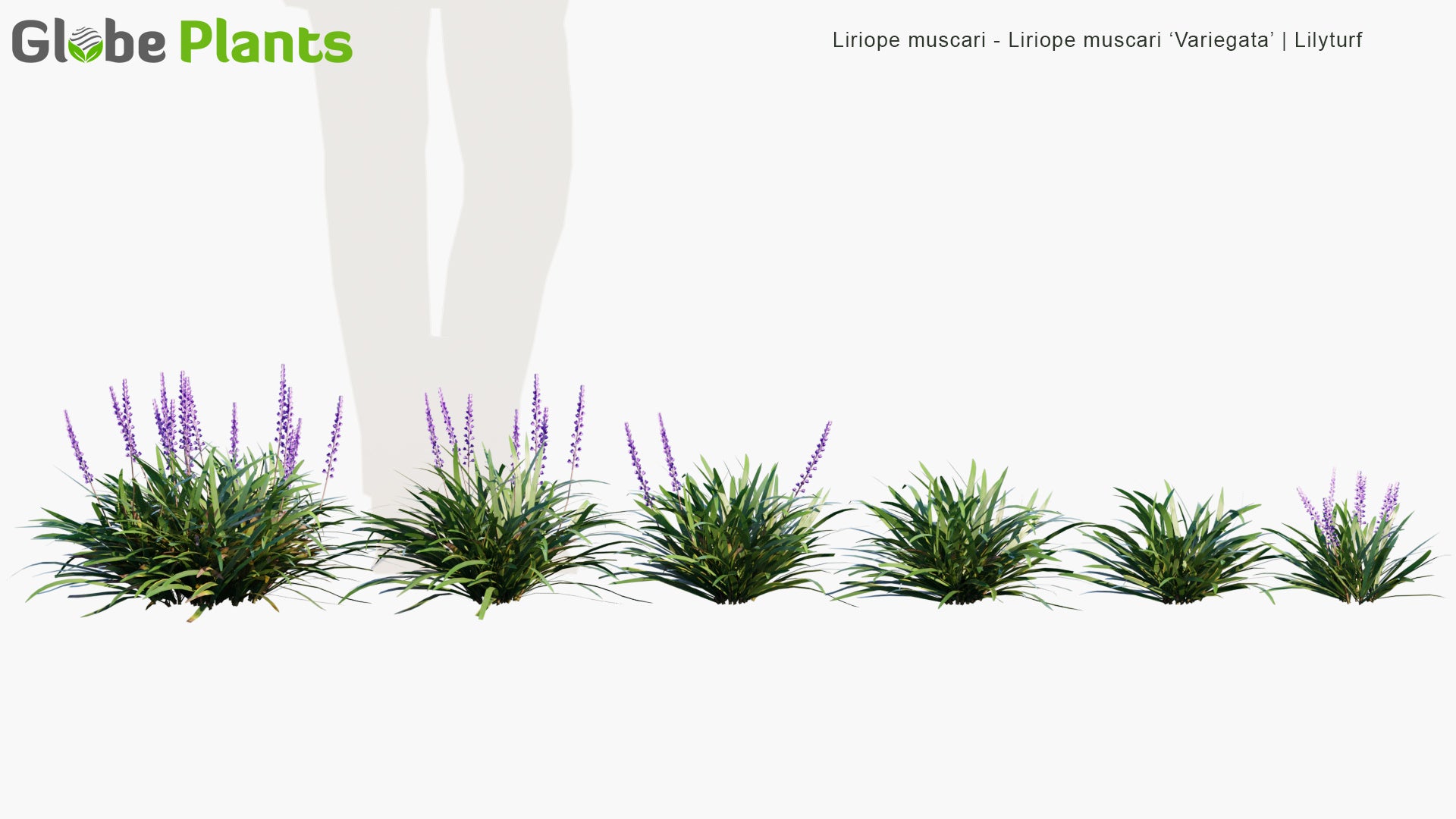 Low Poly Liriope Muscari, Liriope Muscari 'Variegata' - Big Blue Lilyturf, Lilyturf, Border Grass, Monkey Grass (3D Model)