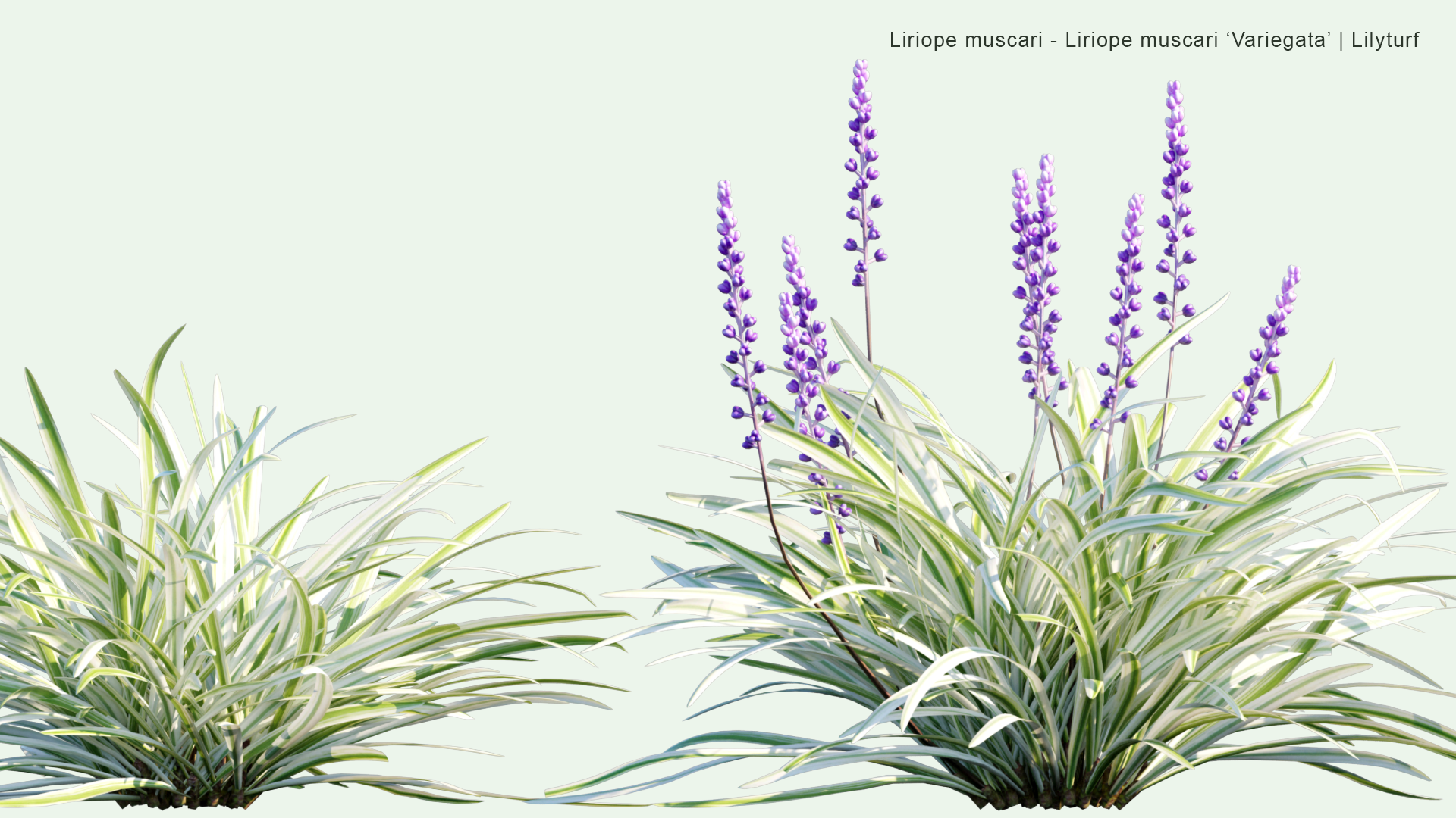 2D Liriope Muscari, Liriope Muscari 'Variegata' - Big Blue Lilyturf, Lilyturf, Border Grass, Monkey Grass