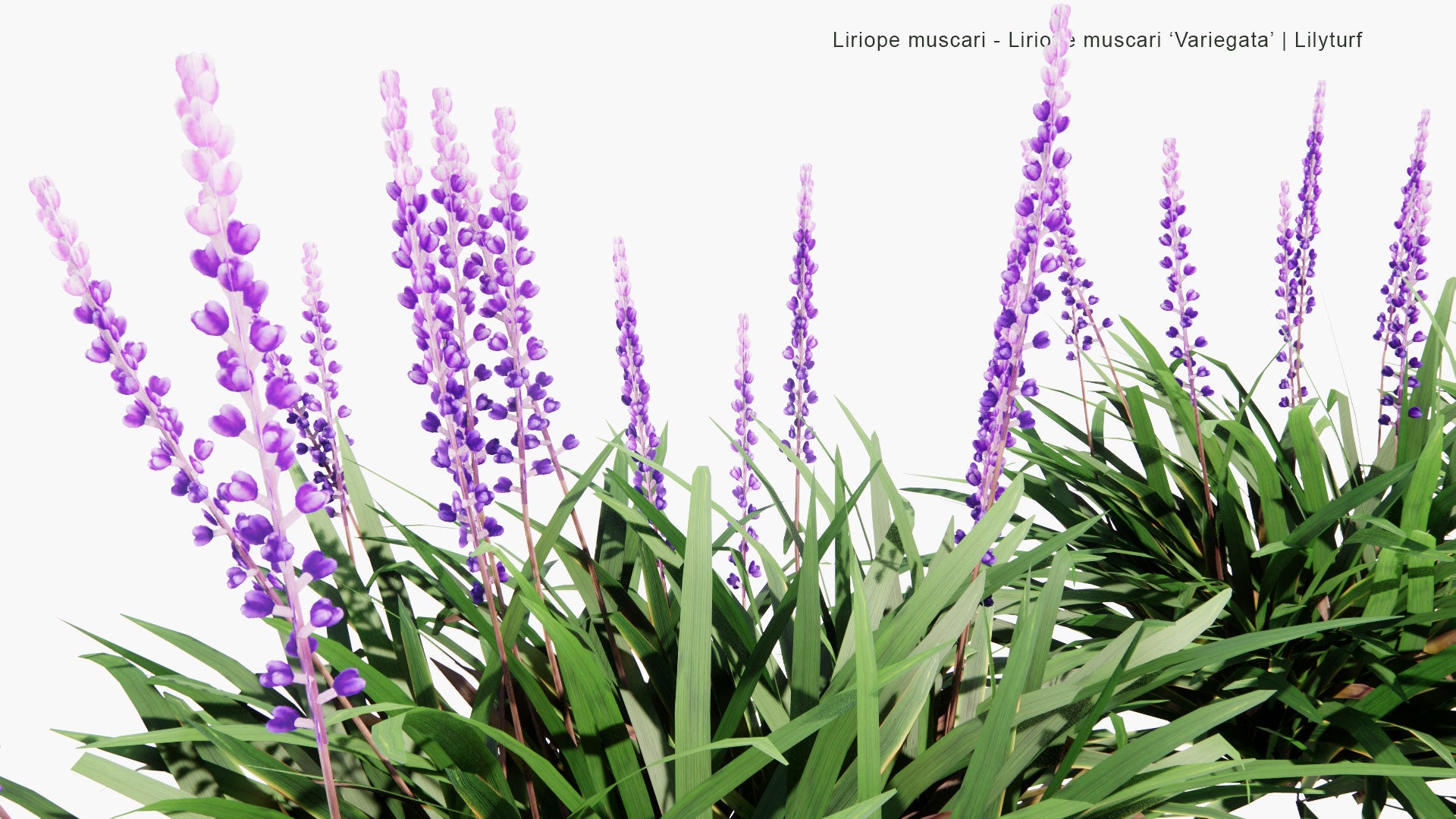 Low Poly Liriope Muscari, Liriope Muscari 'Variegata' - Big Blue Lilyturf, Lilyturf, Border Grass, Monkey Grass (3D Model)