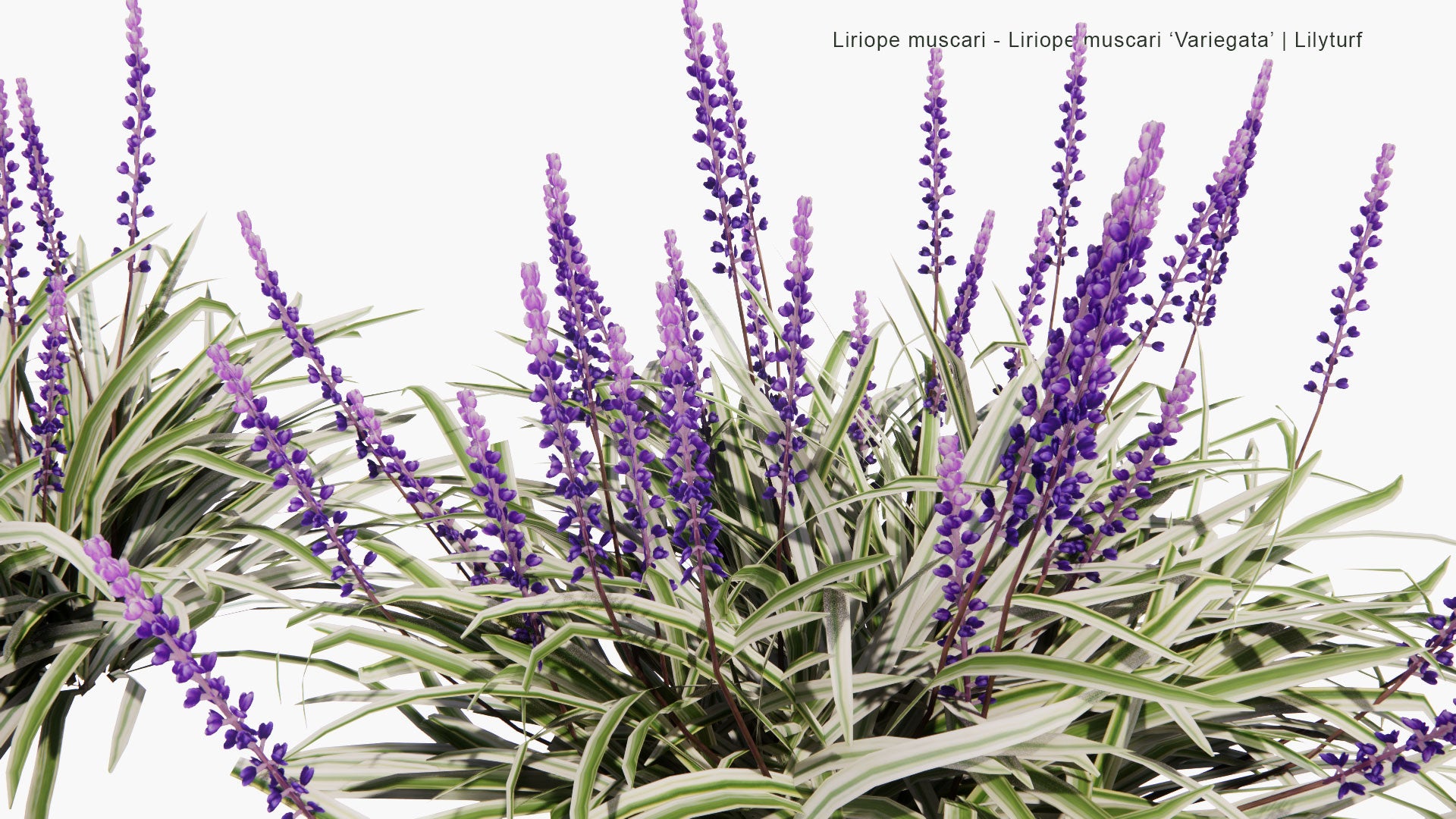 Low Poly Liriope Muscari, Liriope Muscari 'Variegata' - Big Blue Lilyturf, Lilyturf, Border Grass, Monkey Grass (3D Model)