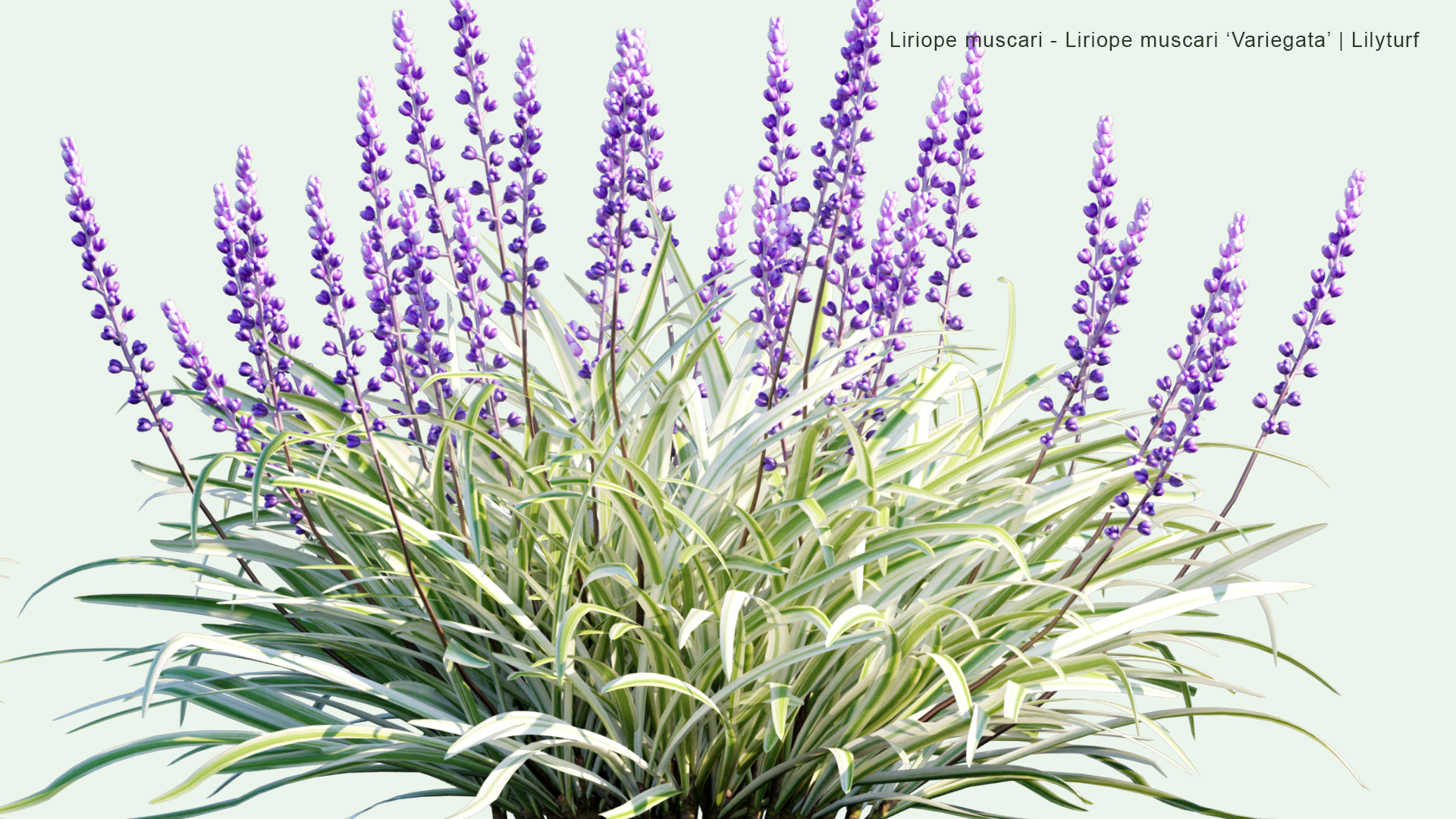 2D Liriope Muscari, Liriope Muscari 'Variegata' - Big Blue Lilyturf, Lilyturf, Border Grass, Monkey Grass