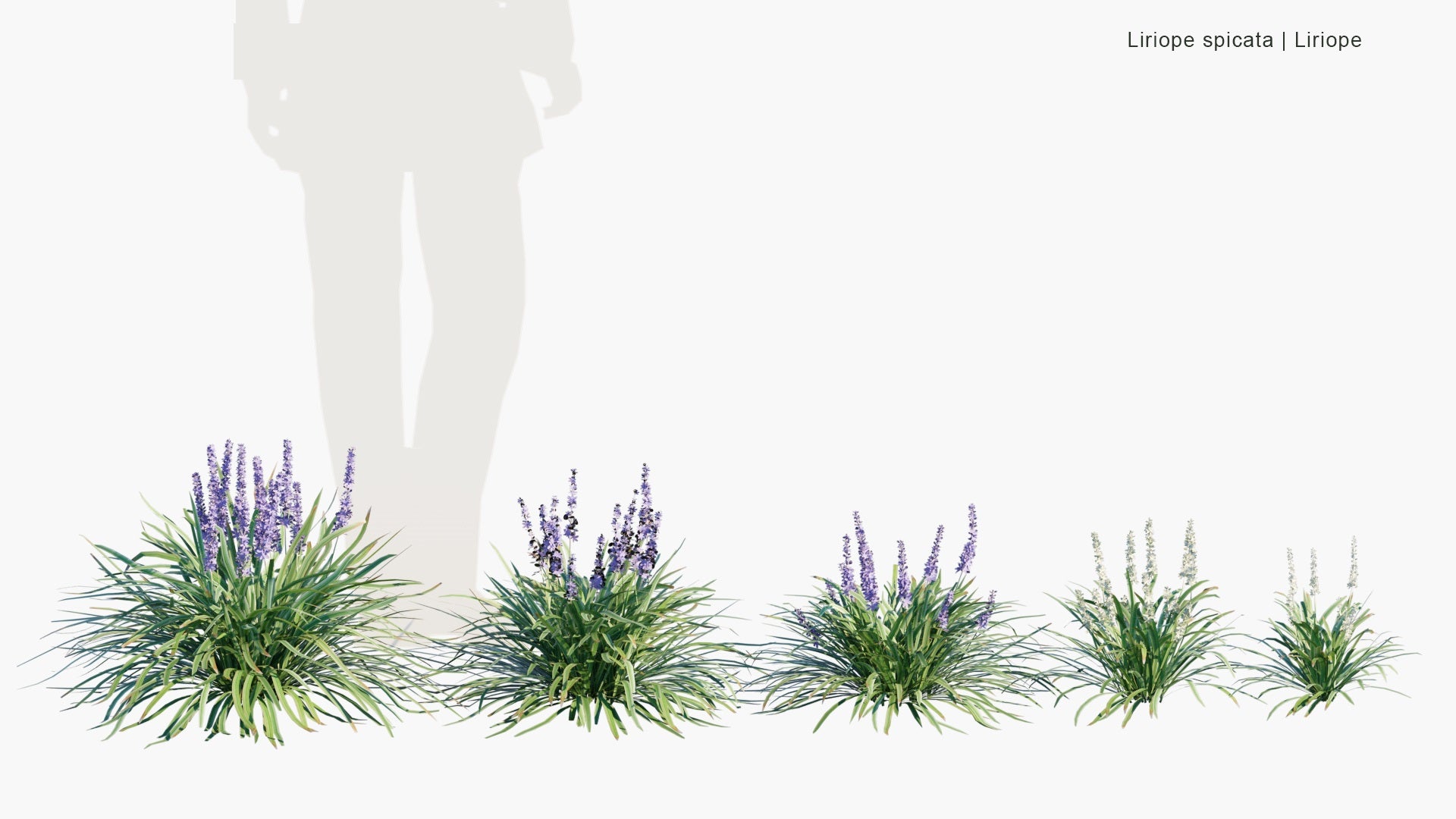 Low Poly Liriope Spicata - Creeping Lilyturf, Creeping Liriope, Lilyturf, Monkey Grass (3D Model)