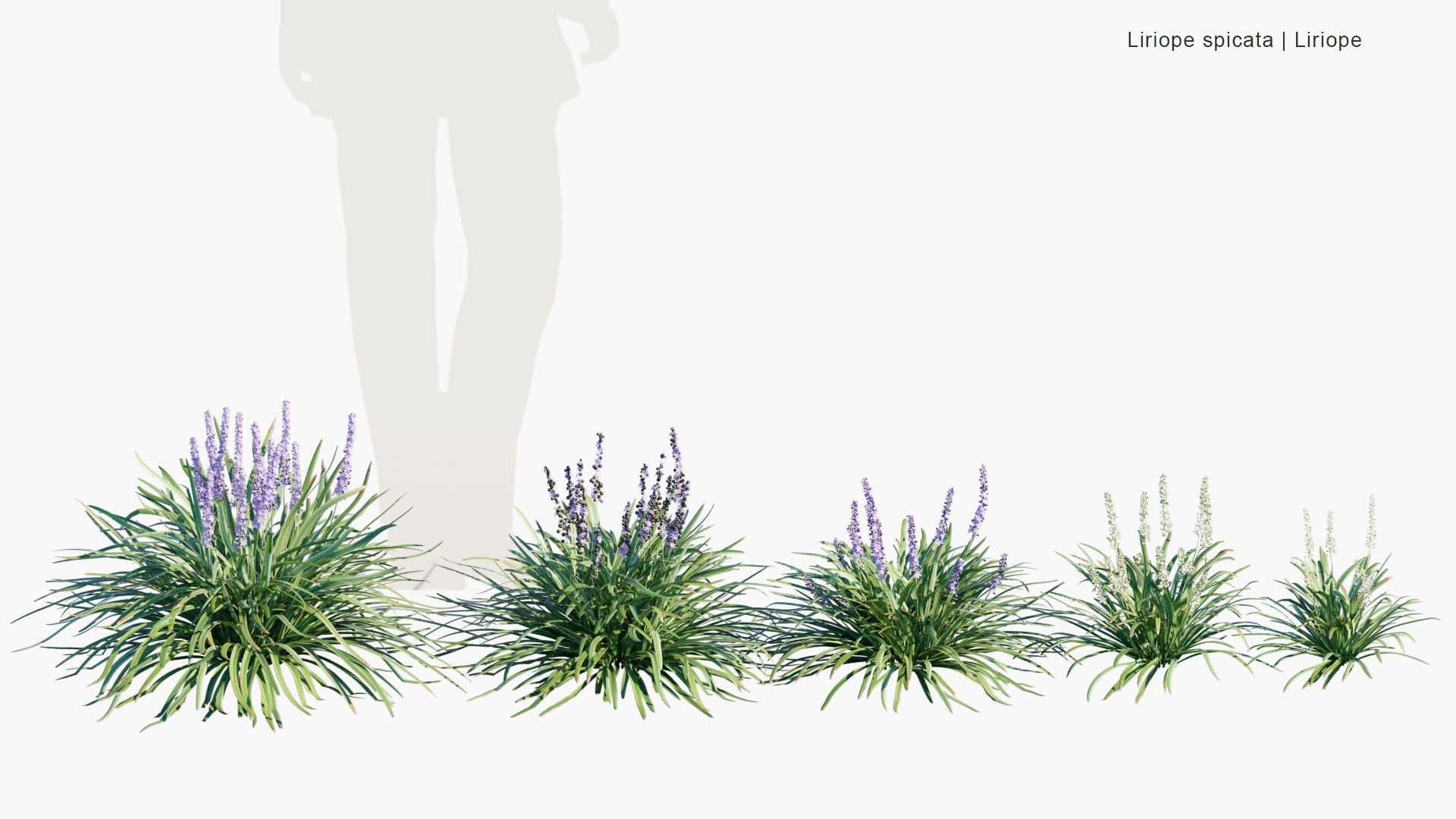 Liriope Spicata - Creeping Lilyturf, Creeping Liriope, Lilyturf, Monkey Grass (3D Model)
