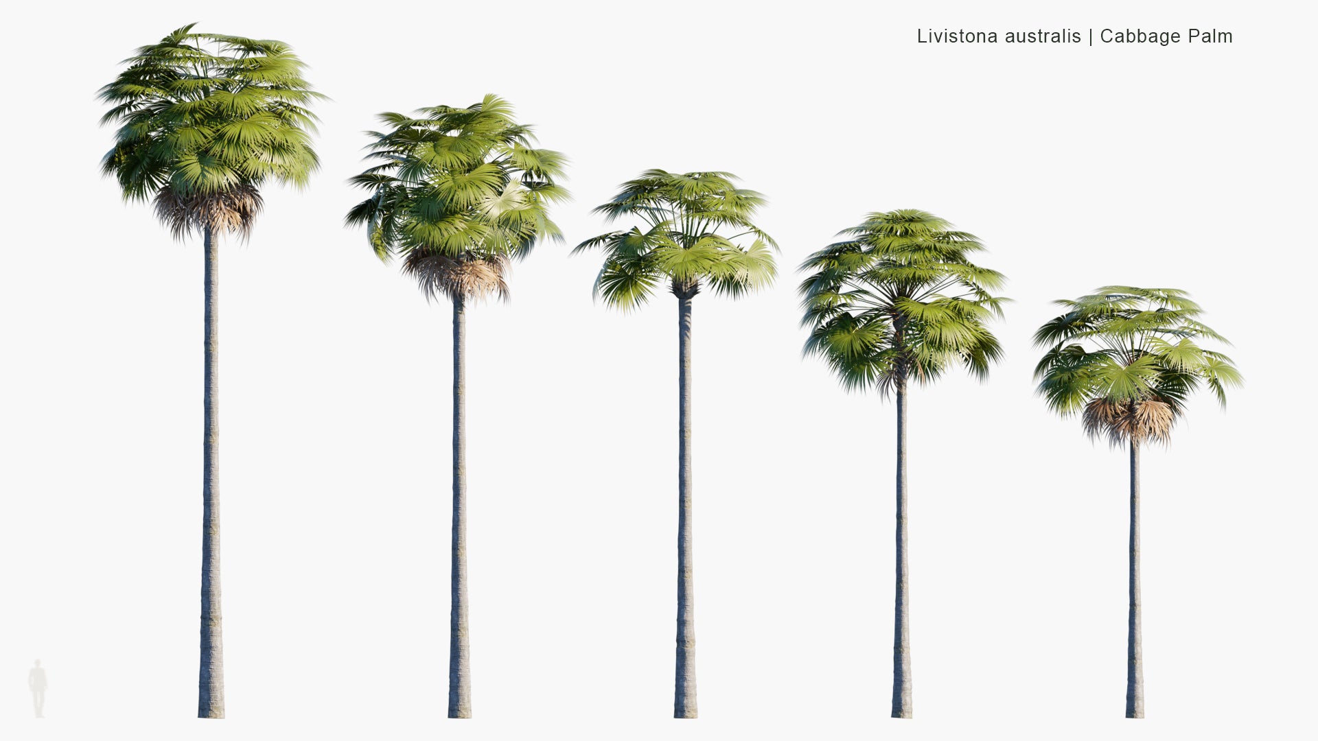 Low Poly Livistona Australis - Cabbage-tree Palm (3D Model)