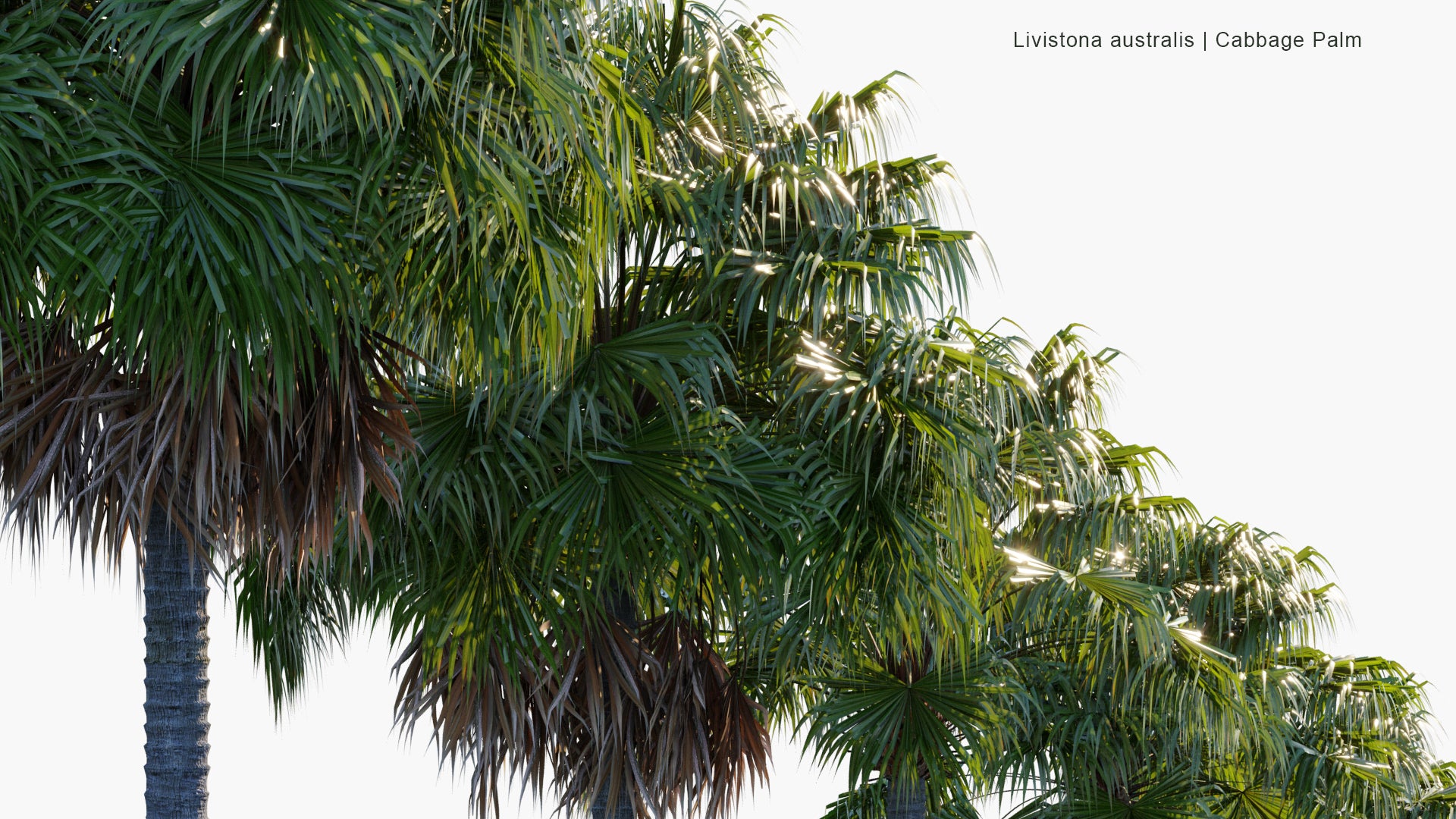 Livistona Australis - Cabbage-Tree Palm