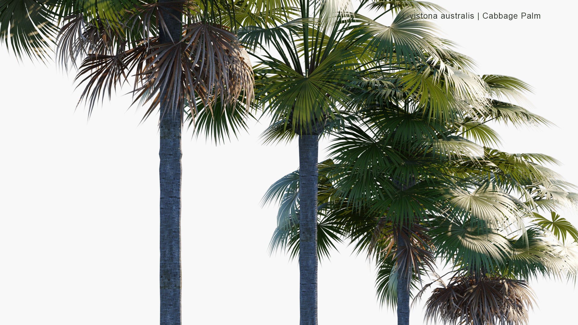 Low Poly Livistona Australis - Cabbage-tree Palm (3D Model)