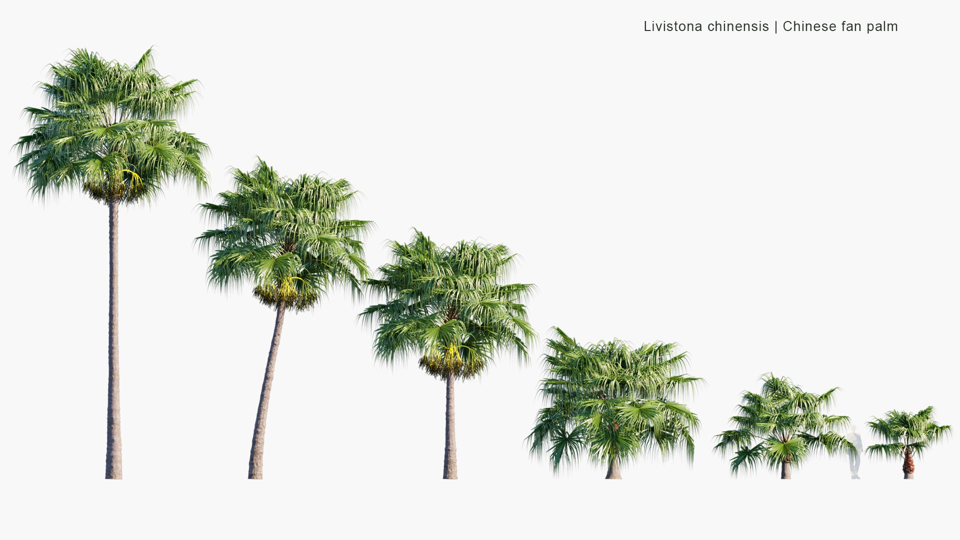 Livistona Chinensis - Chinese Fan Palm, Fountain Palm (3D Model)