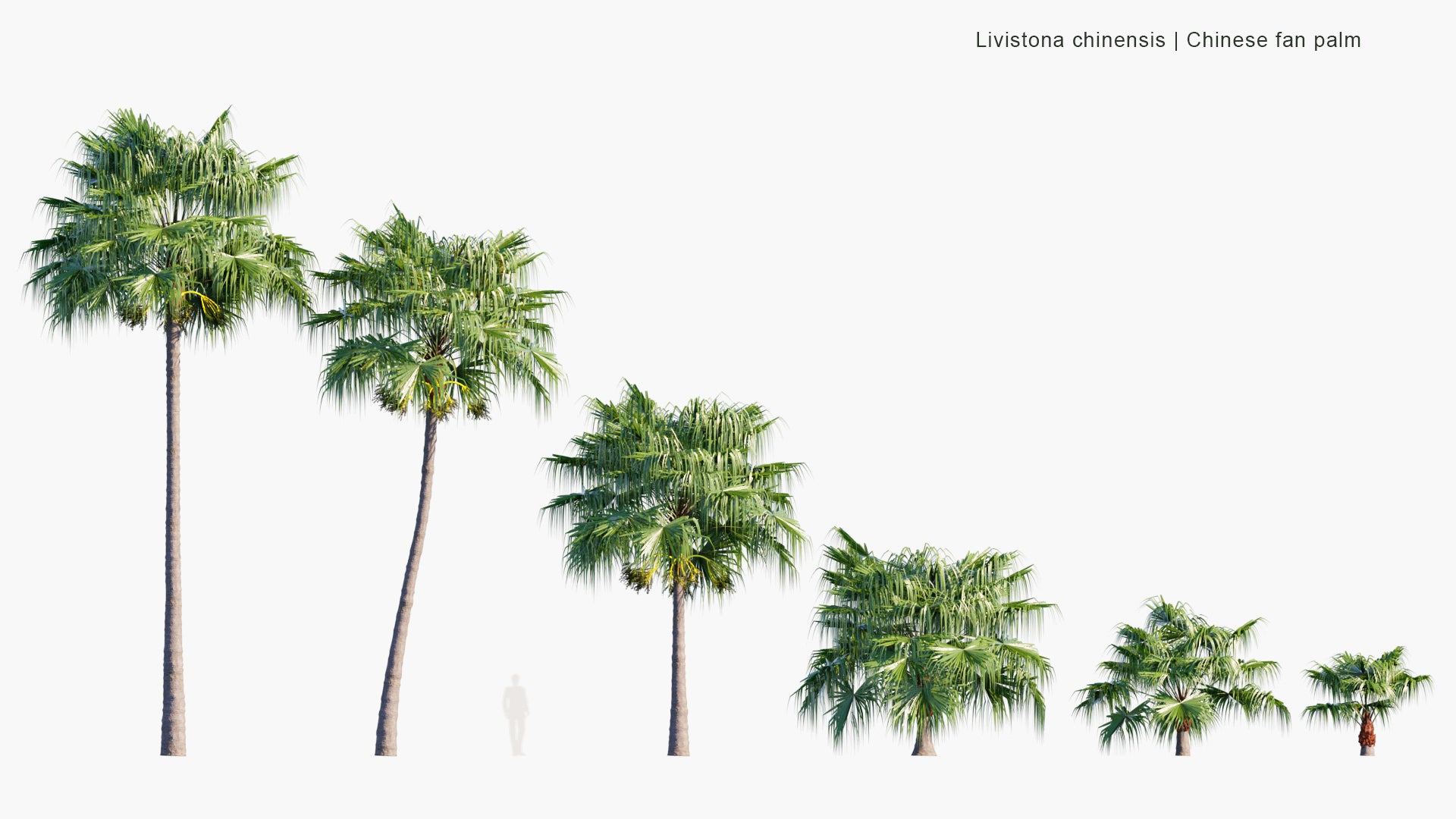 Low Poly Livistona Chinensis - Chinese Fan Palm, Fountain Palm (3D Model)