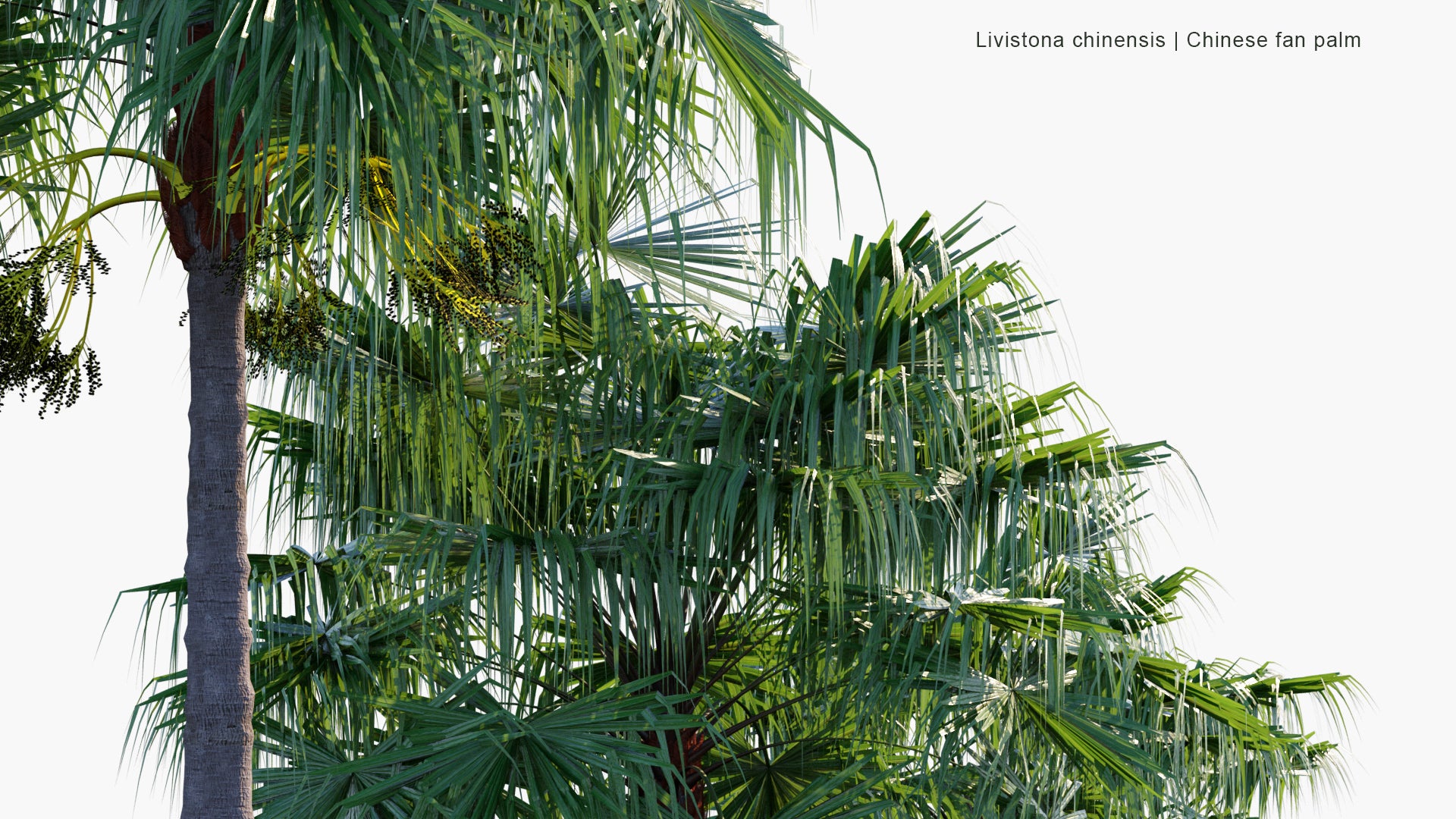 Low Poly Livistona Chinensis - Chinese Fan Palm, Fountain Palm (3D Model)