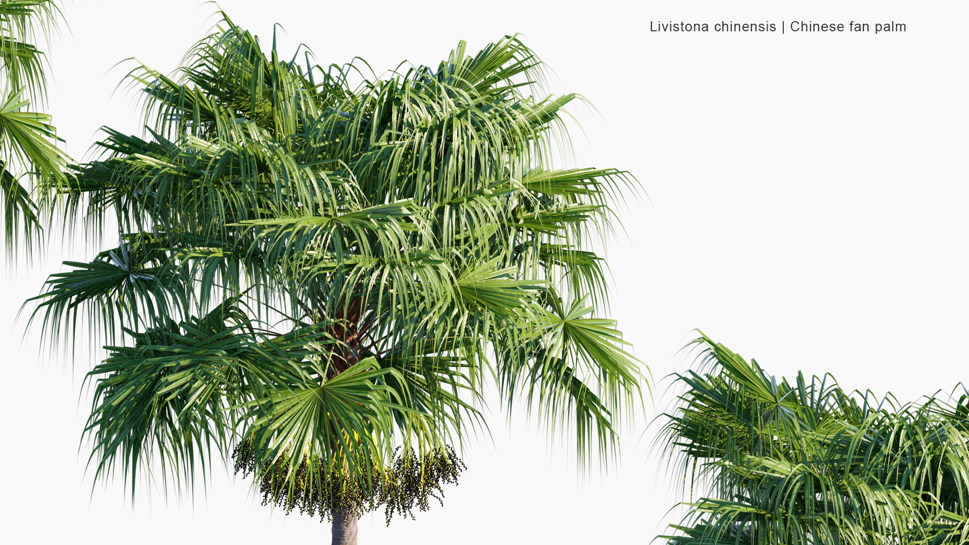 Livistona Chinensis - Chinese Fan Palm, Fountain Palm (3D Model)