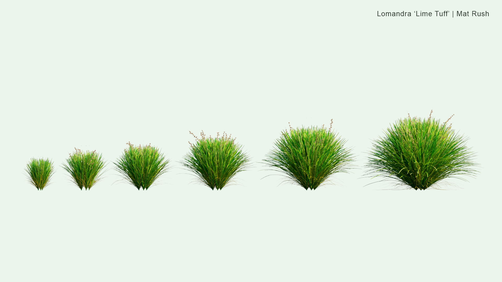 2D | Lomandra 'Lime Tuff' - Mat Rush, Dwarf Mat Rush