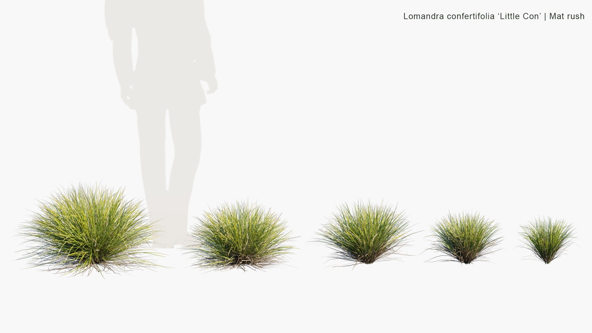 Low Poly Lomandra Confertifolia 'Little Con' - Mat Rush (3D Model)