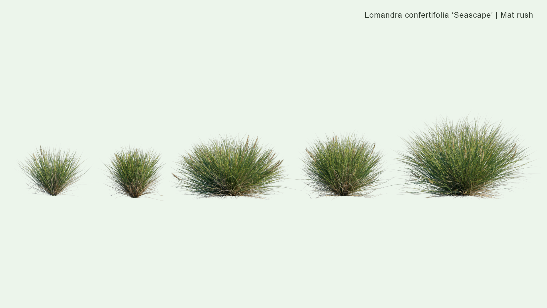 2D Lomandra 'Confertifolia Seascape' - Mat Rush