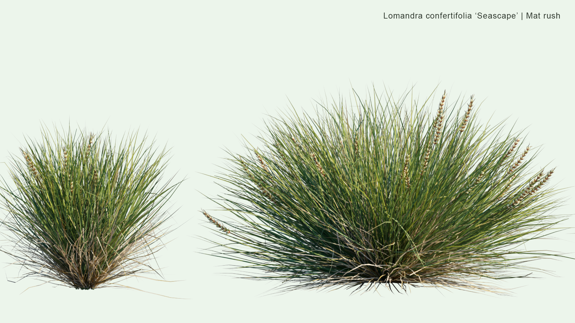 2D Lomandra 'Confertifolia Seascape' - Mat Rush