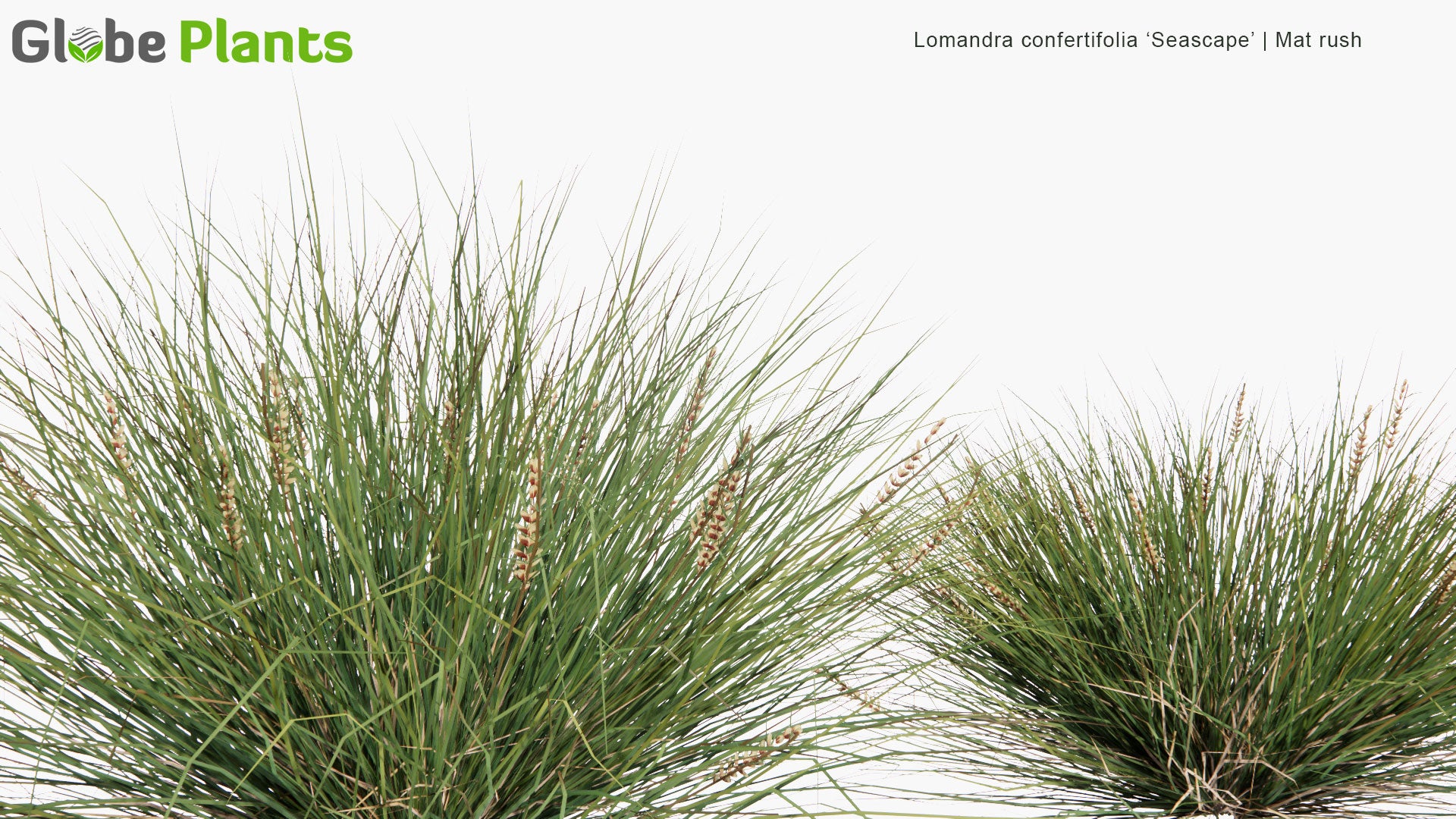 Low Poly Lomandra 'Confertifolia Seascape' - Mat Rush (3D Model)