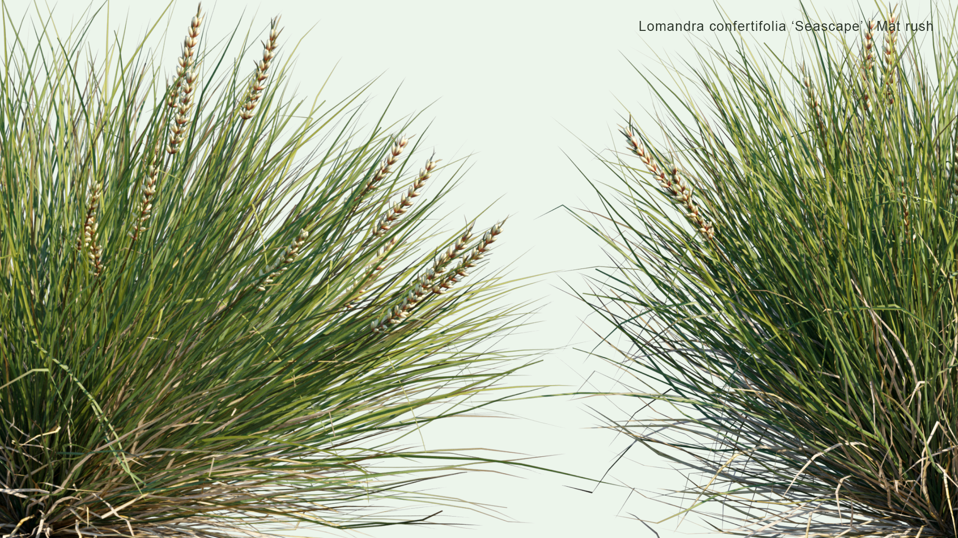 2D Lomandra 'Confertifolia Seascape' - Mat Rush