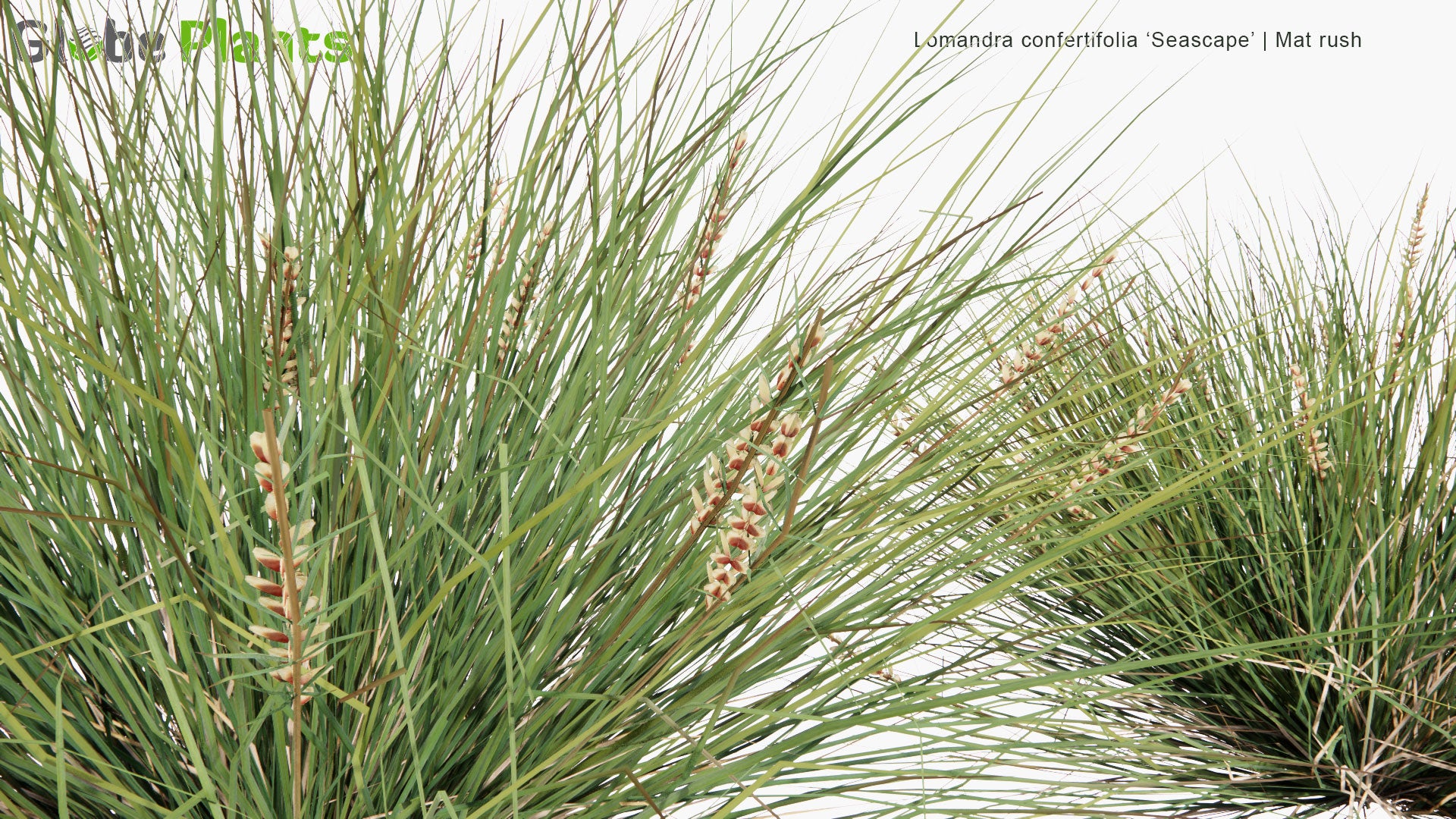 Low Poly Lomandra 'Confertifolia Seascape' - Mat Rush (3D Model)
