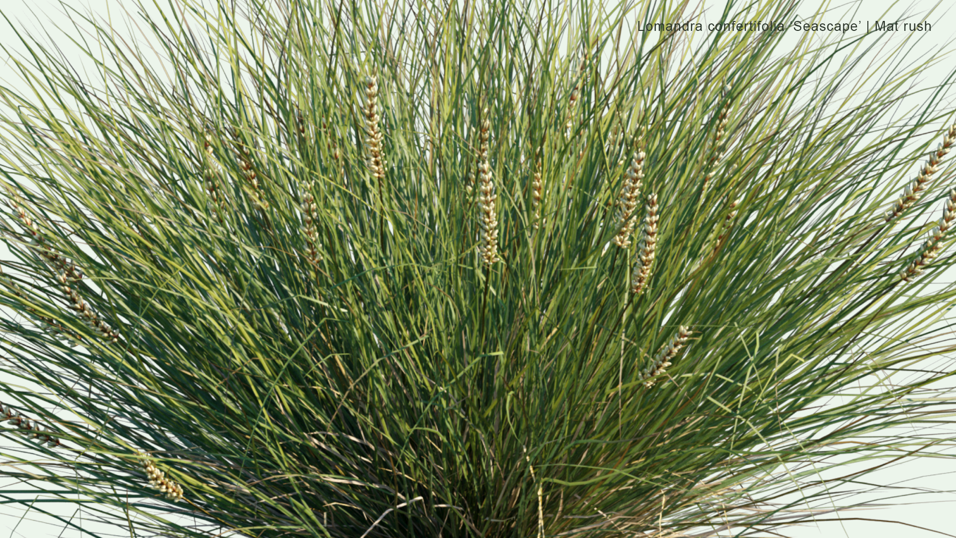 2D Lomandra 'Confertifolia Seascape' - Mat Rush