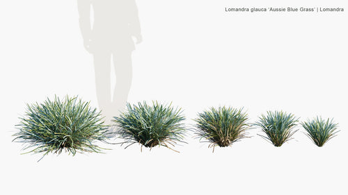 Lomandra Glauca 'Aussie Blue Grass'
