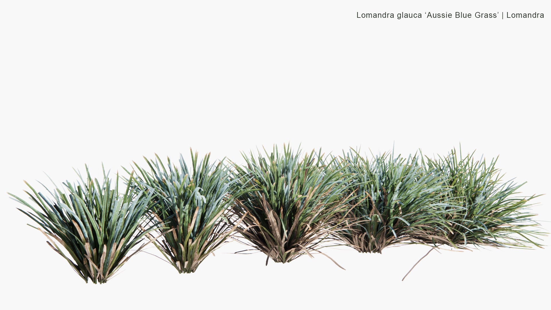 Low Poly Lomandra Glauca 'Aussie Blue Grass'- Mat Rush (3D Model)