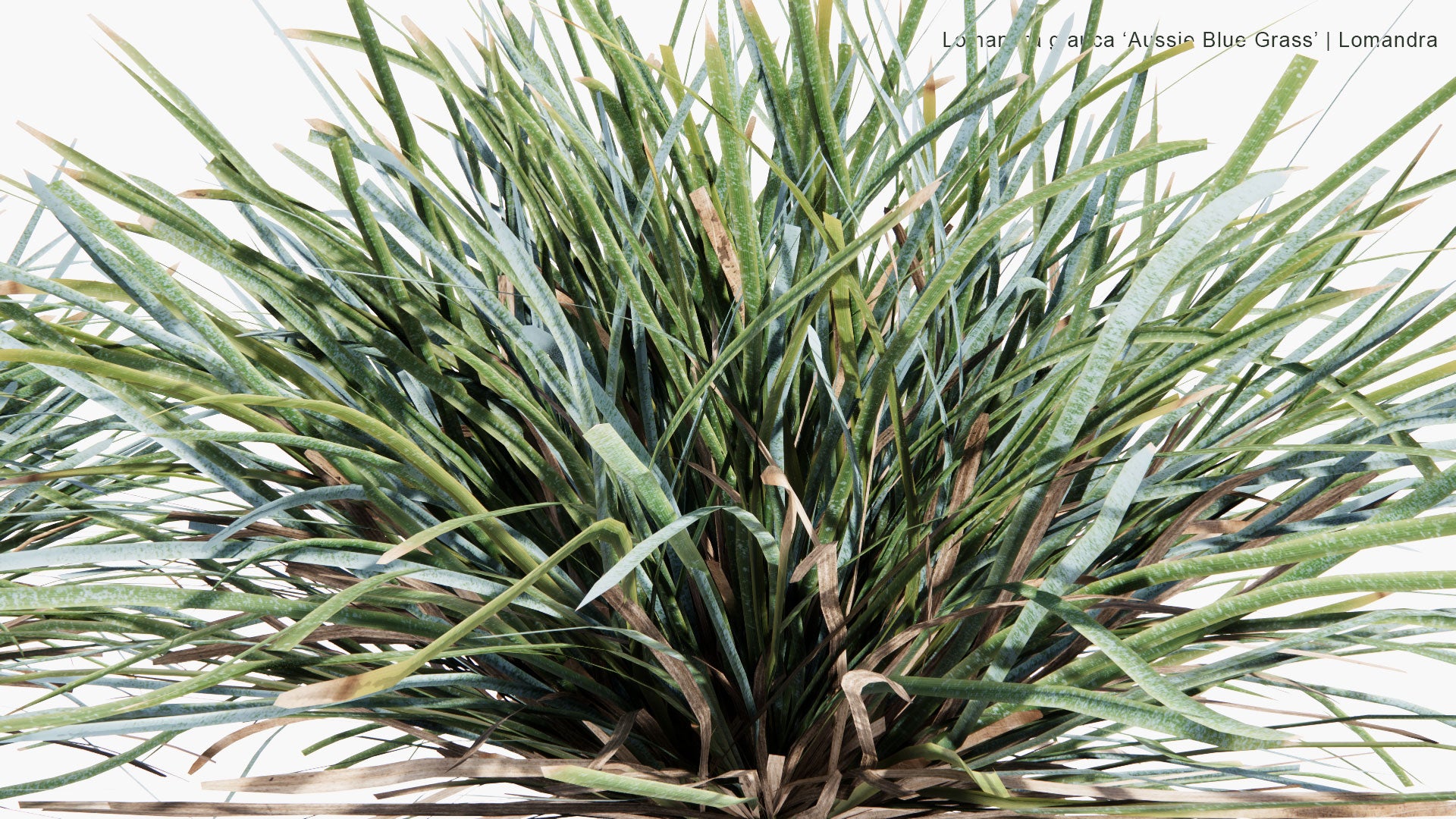 Low Poly Lomandra Glauca 'Aussie Blue Grass'- Mat Rush (3D Model)