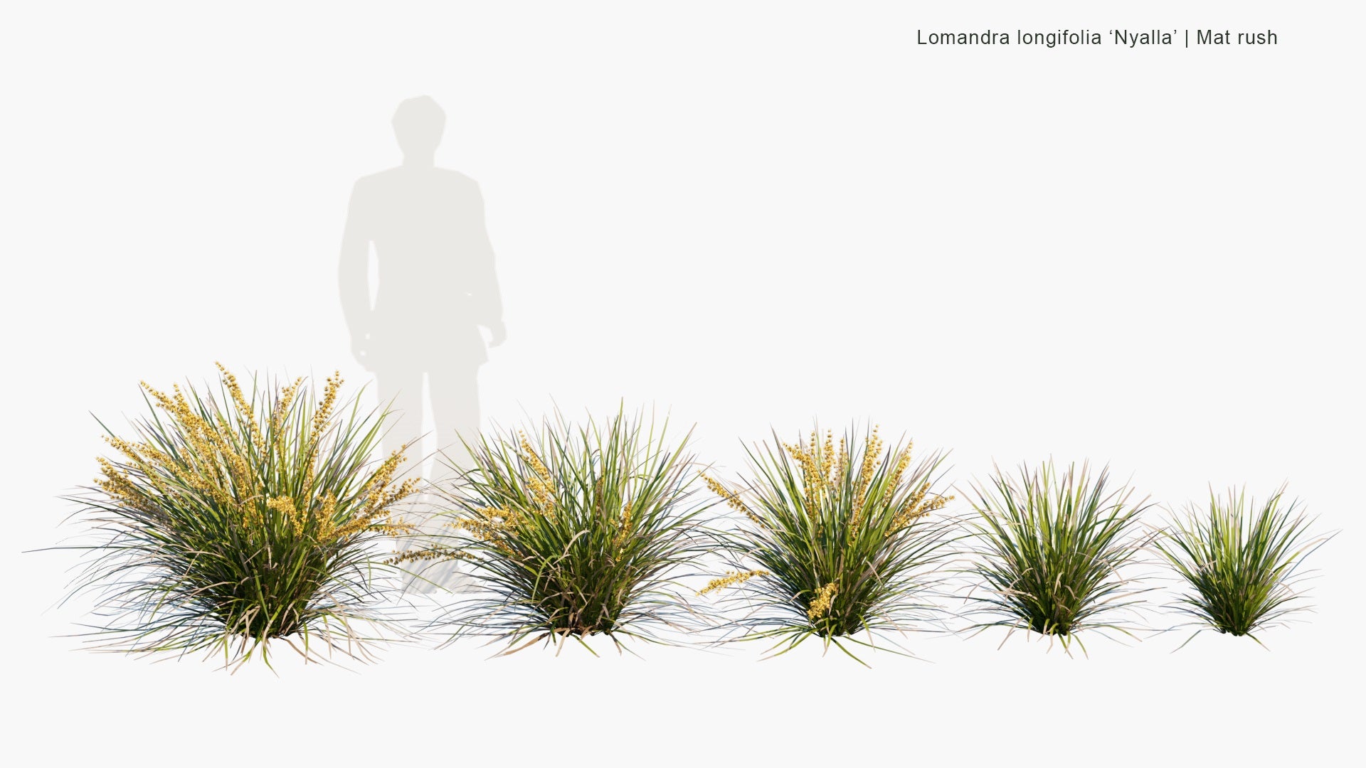 Low Poly Lomandra Longifolia 'Nyalla' - Mat Rush (3D Model)