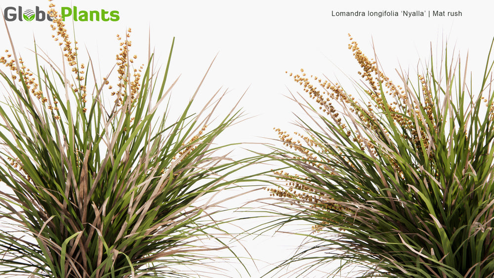 Low Poly | Lomandra Longifolia 'Nyalla' (Mat Rush) 3D Model