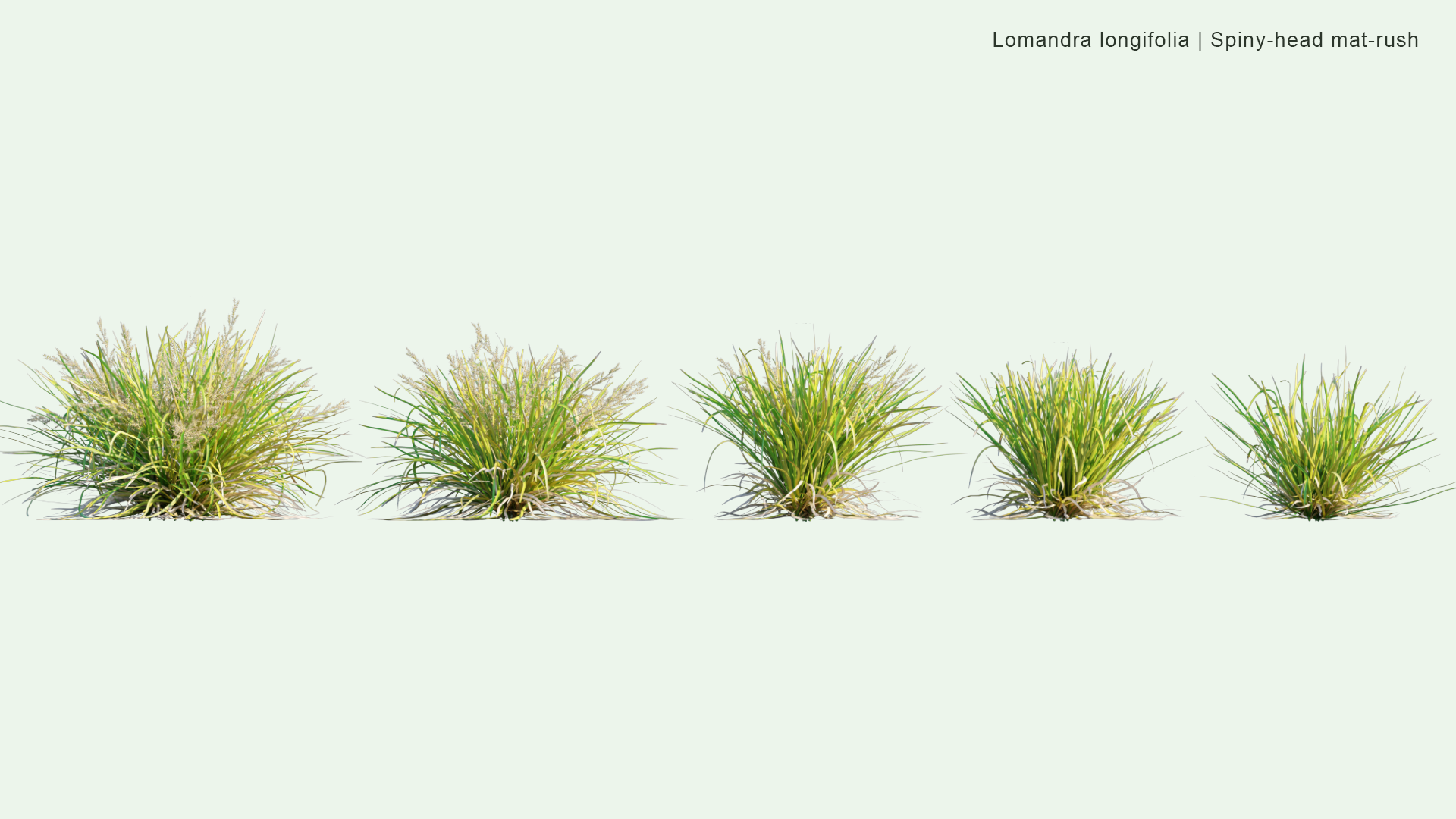 2D Lomandra Longifolia - Spiny-head Mat-rush
