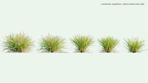 Lomandra Longifolia 