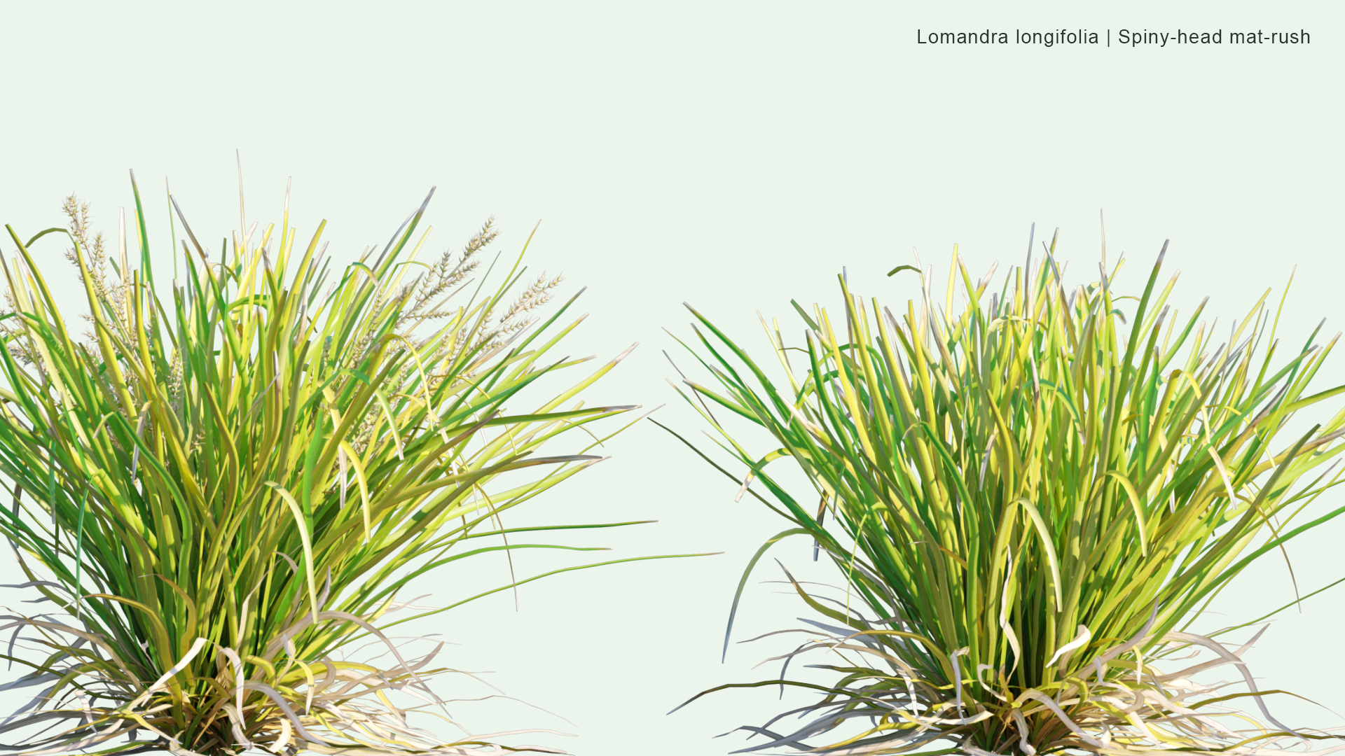 2D Lomandra Longifolia - Spiny-head Mat-rush