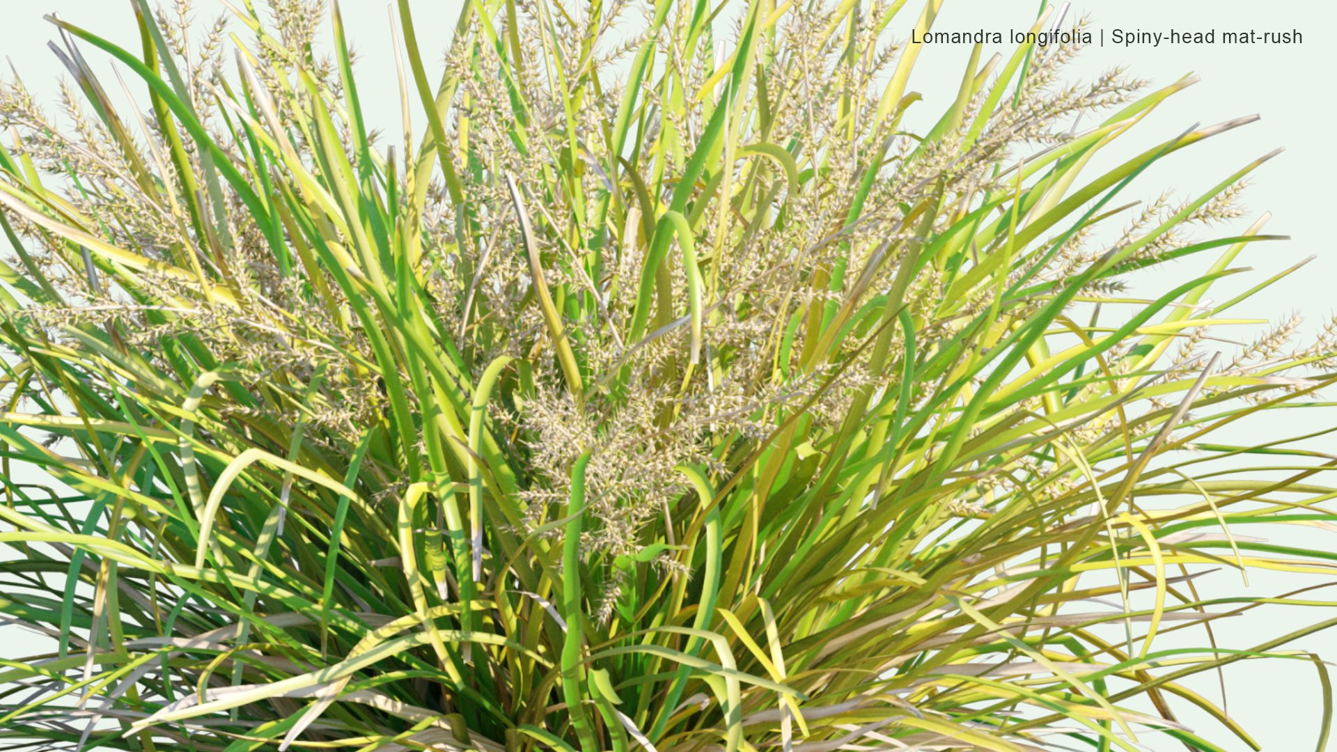 2D Lomandra Longifolia - Spiny-head Mat-rush