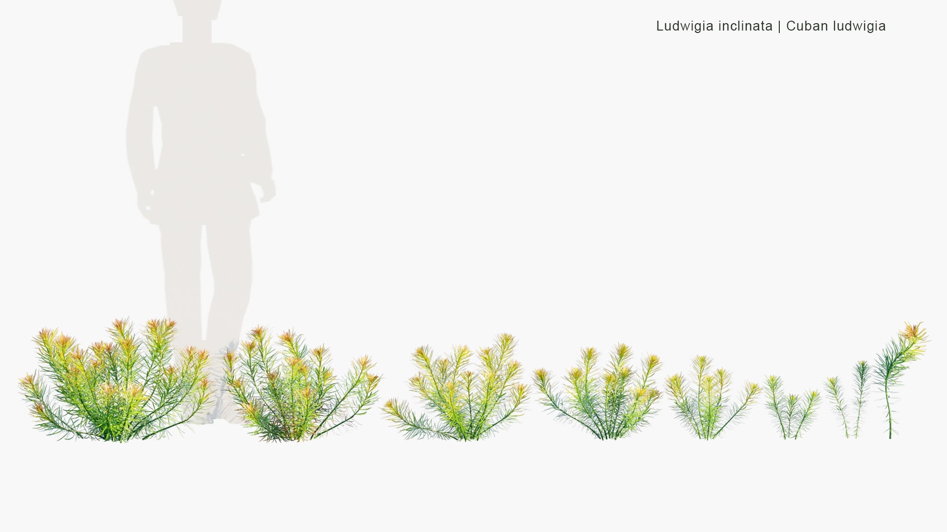 Low Poly Ludwigia Inclinata - Cuban Ludwigia (3D Model)