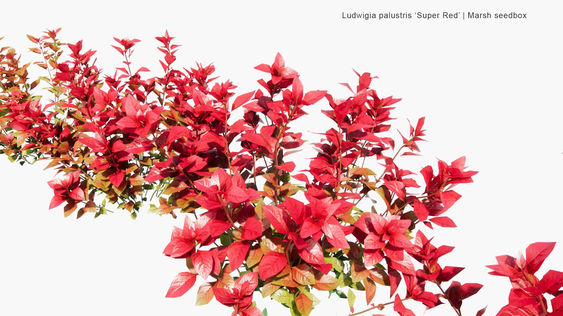 Low Poly Ludwigia Palustris 'Super Red' - Marsh Seedbox (3D Model)
