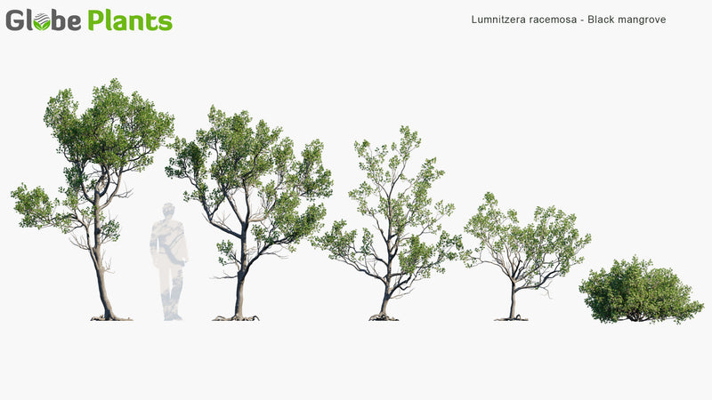 High Poly | 3D Lumnitzera Racemosa (White-Flowered Black Mangrove)