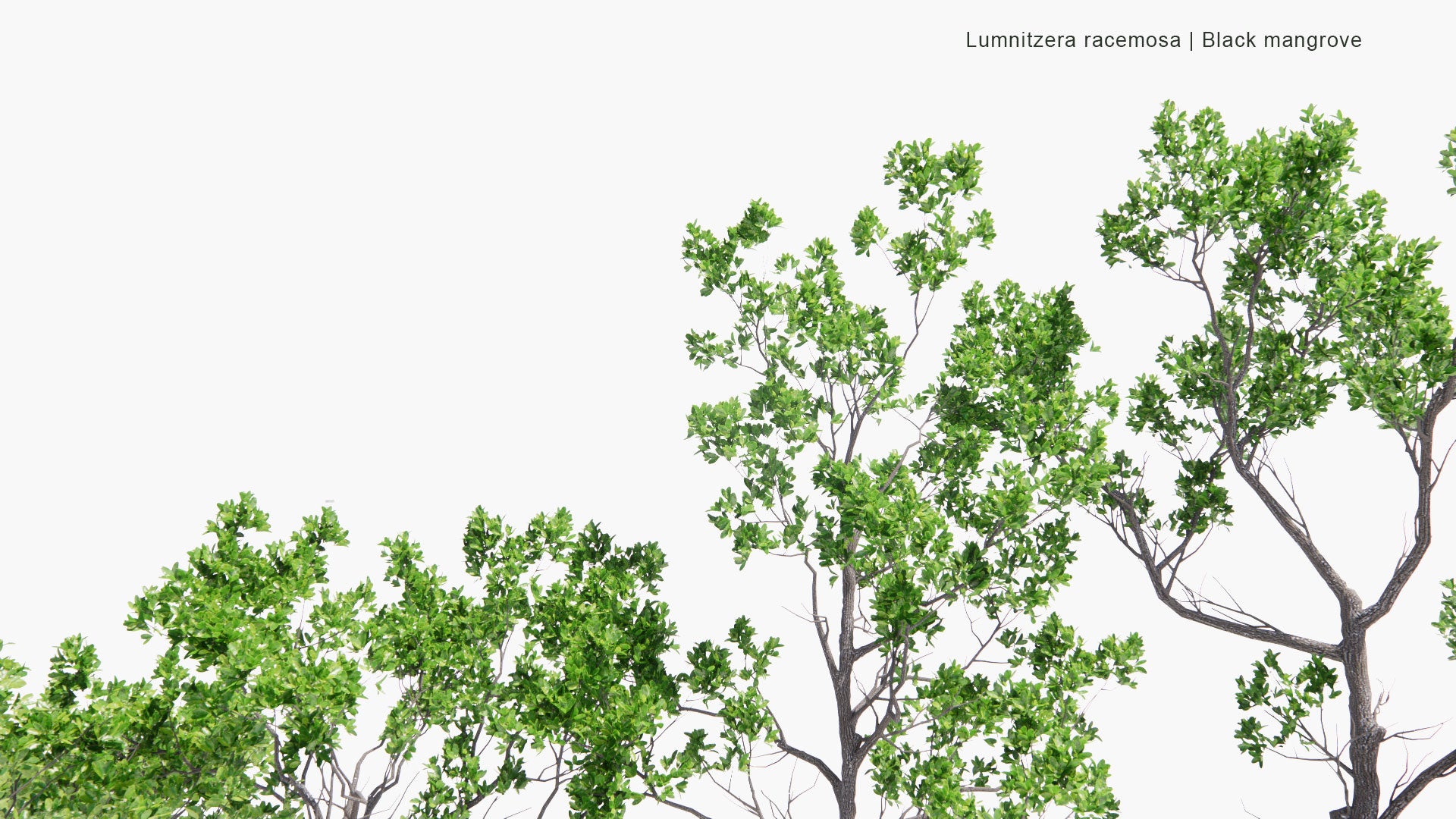 Low Poly Lumnitzera Racemosa - White-Flowered Black Mangrove (3D Model)