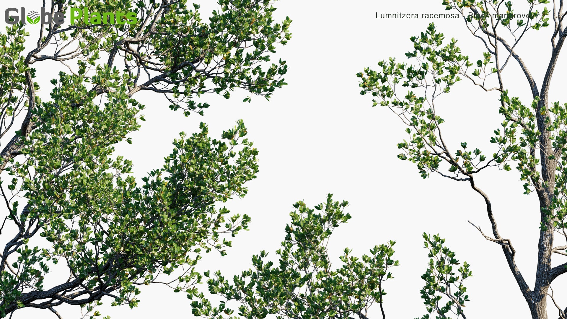 Lumnitzera Racemosa 3D Model