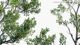 Load image into Gallery viewer, Lumnitzera Racemosa - White-Flowered Black Mangrove