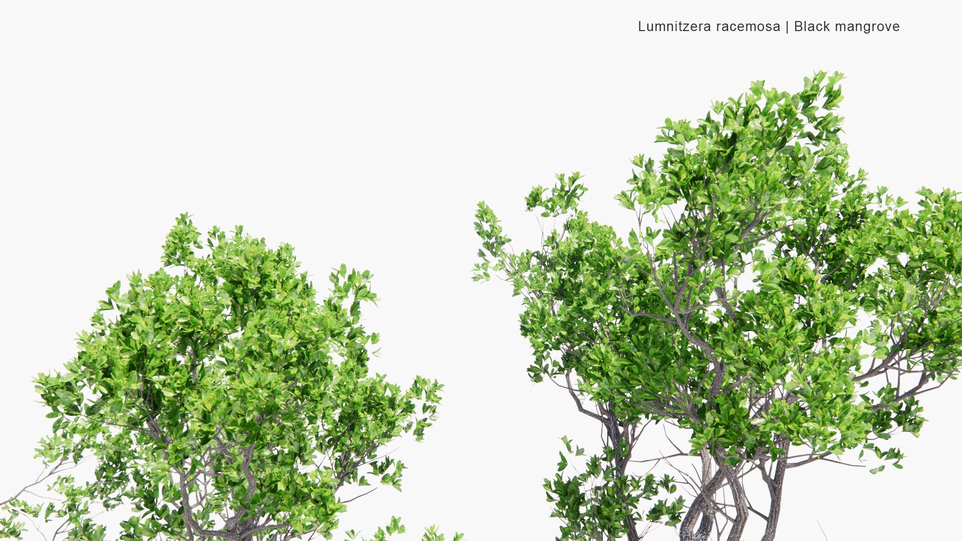 Low Poly Lumnitzera Racemosa - White-Flowered Black Mangrove (3D Model)