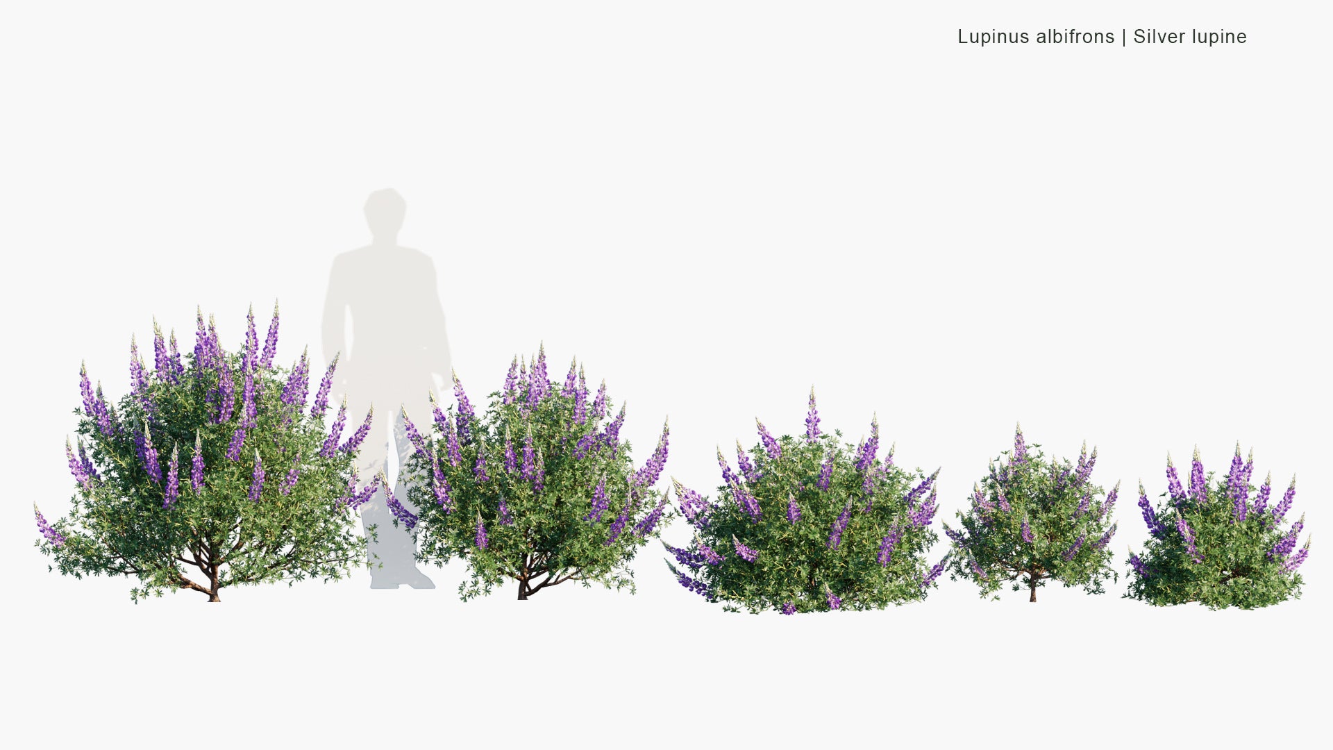 Lupinus Albifrons - Silver Lupine, White-Leaf Bush Lupine, Evergreen Lupine (3D Model)