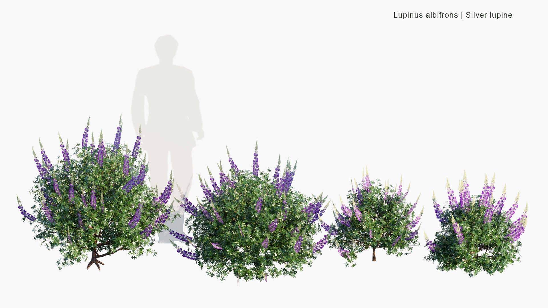 Low Poly Lupinus Albifrons - Silver Lupine, White-Leaf Bush Lupine, Evergreen Lupine (3D Model)