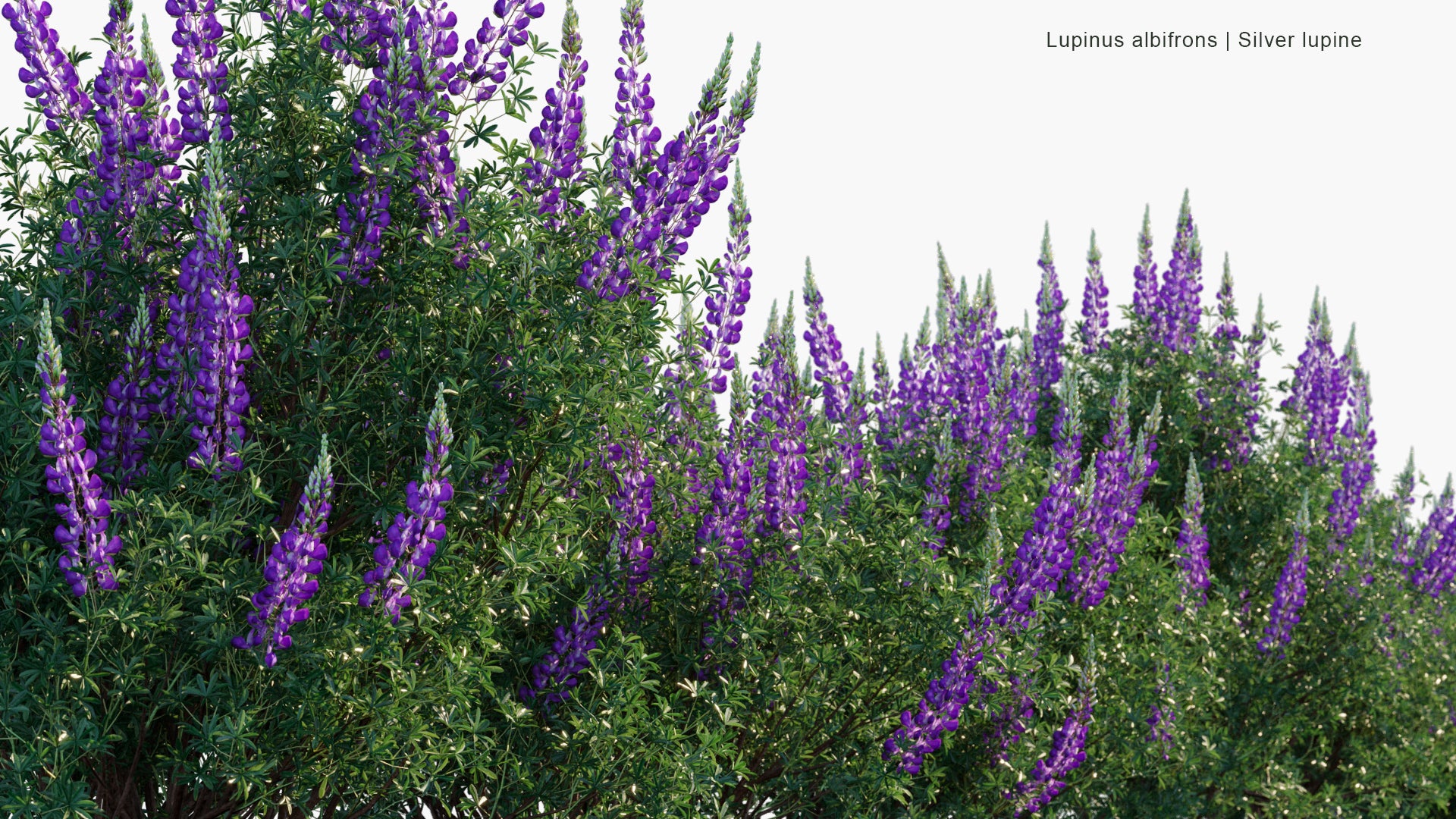 Lupinus Albifrons - Silver Lupine, White-Leaf Bush Lupine, Evergreen Lupine (3D Model)