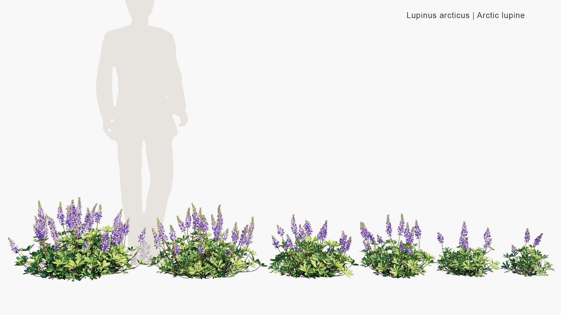 Lupinus Arcticus - Arctic Lupine, Subalpine Lupine (3D Model)