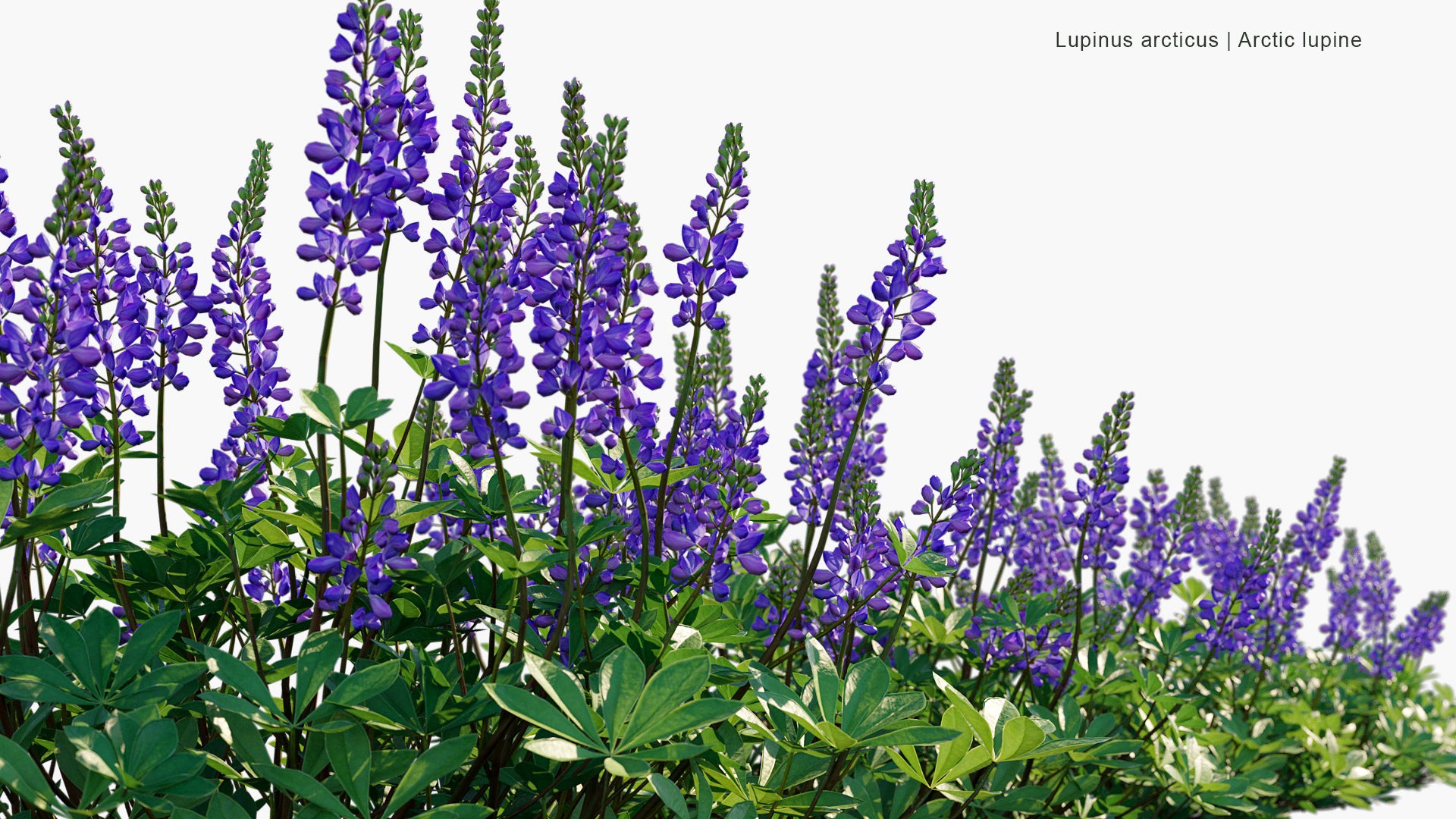 Lupinus Arcticus - Arctic Lupine, Subalpine Lupine (3D Model)