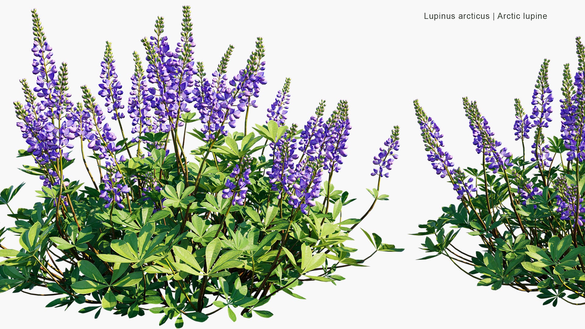 Lupinus Arcticus - Arctic Lupine, Subalpine Lupine (3D Model)