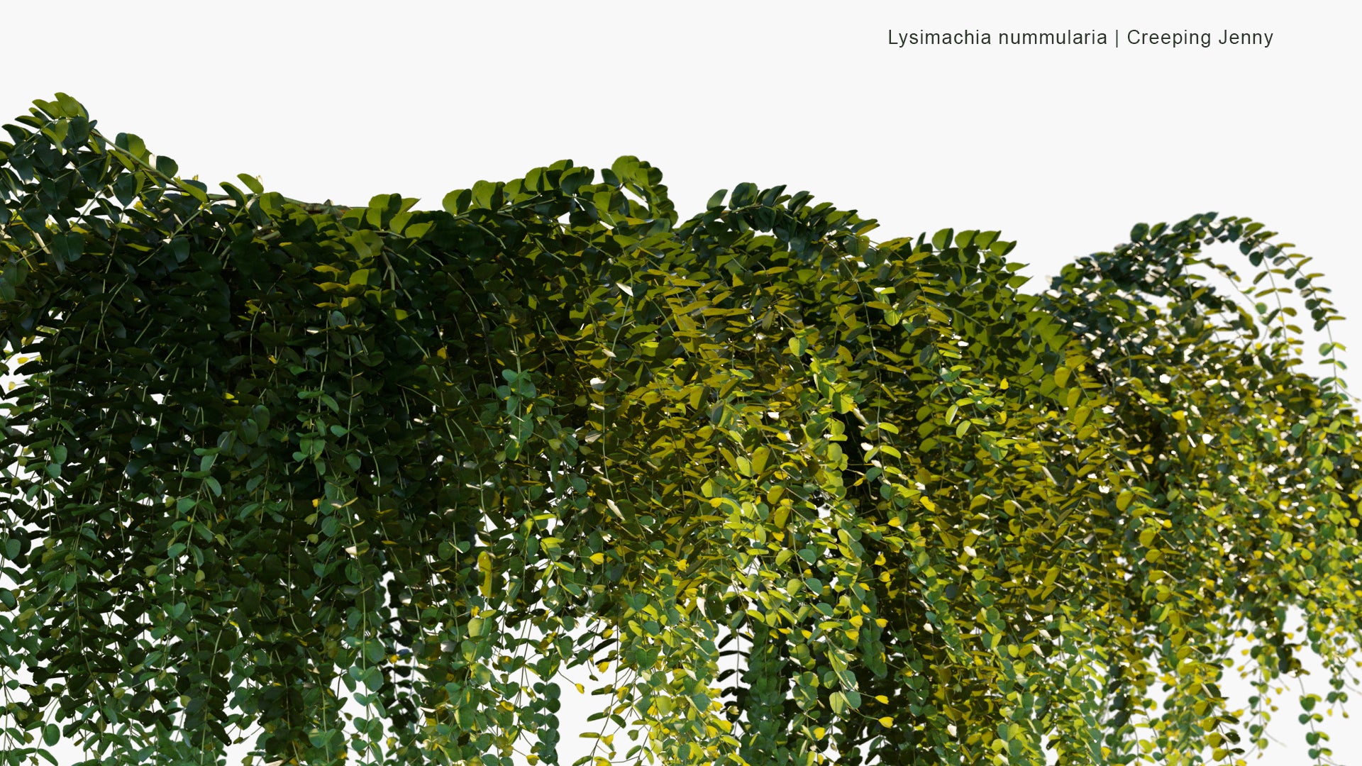 Low Poly Lysimachia Nummularia - Creeping Jenny (3D Model)